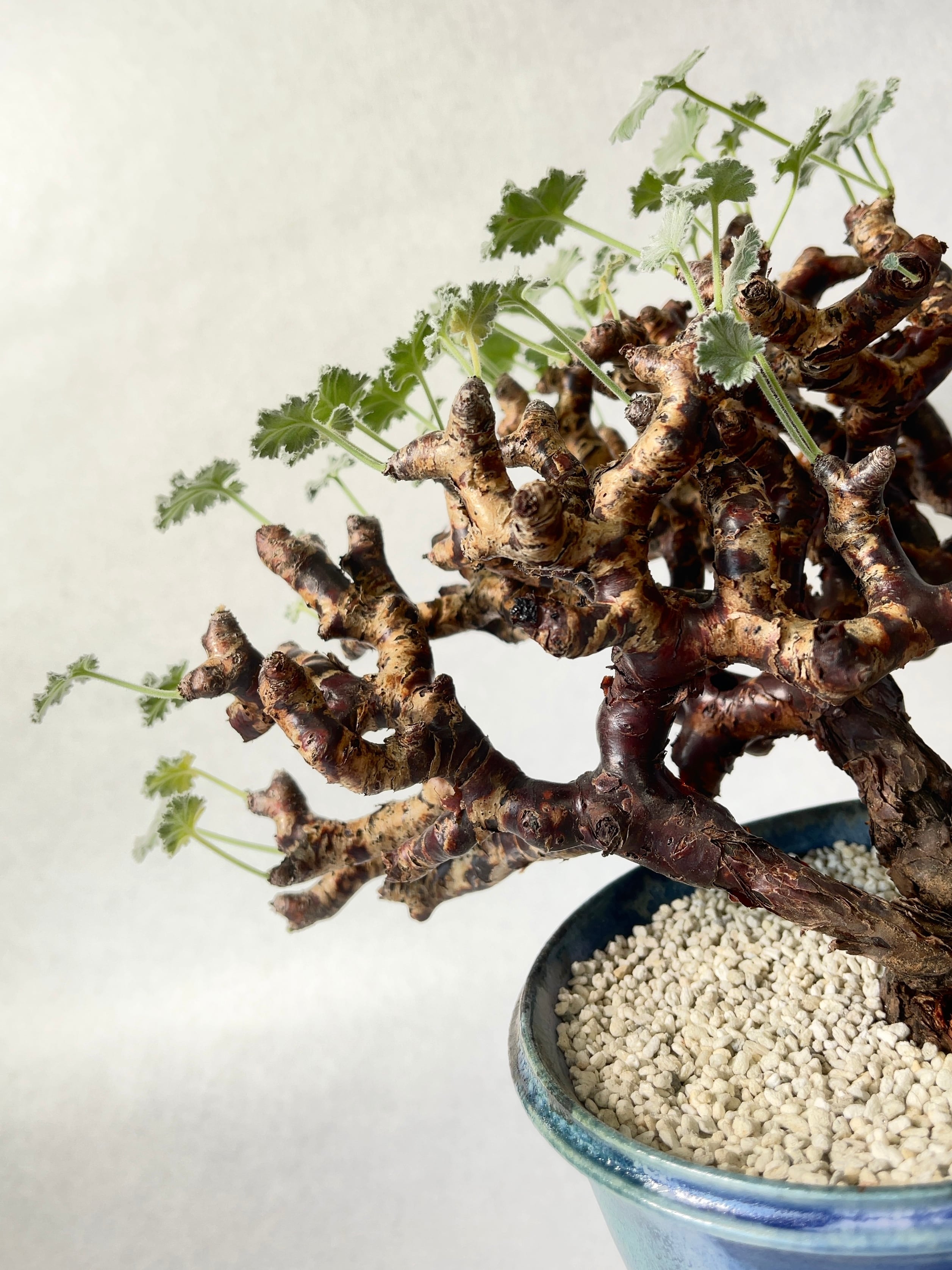 ペラルゴニウム・ミラビレ | trigger