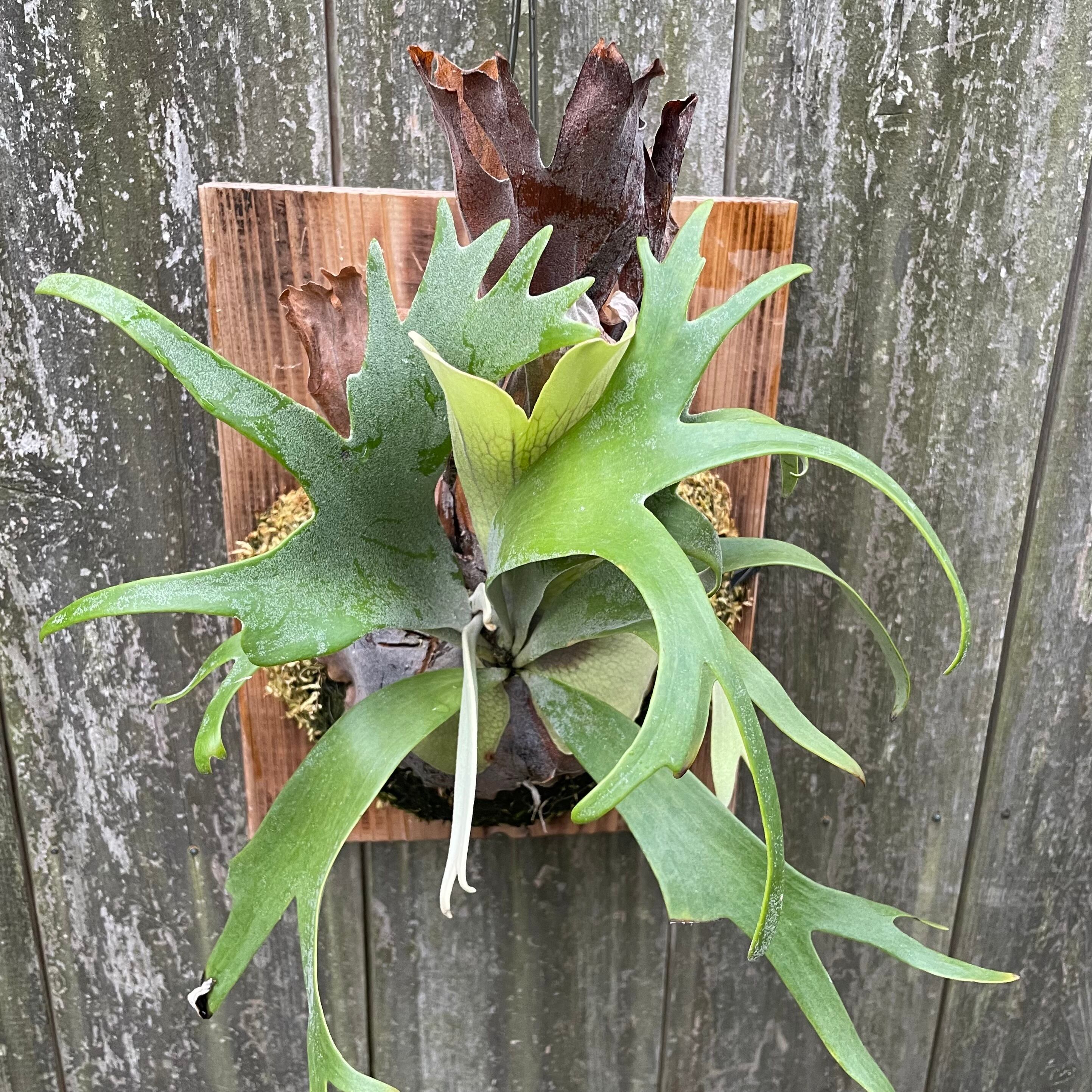 P. willinckii YAL (Mix Sporeling) | naturefix