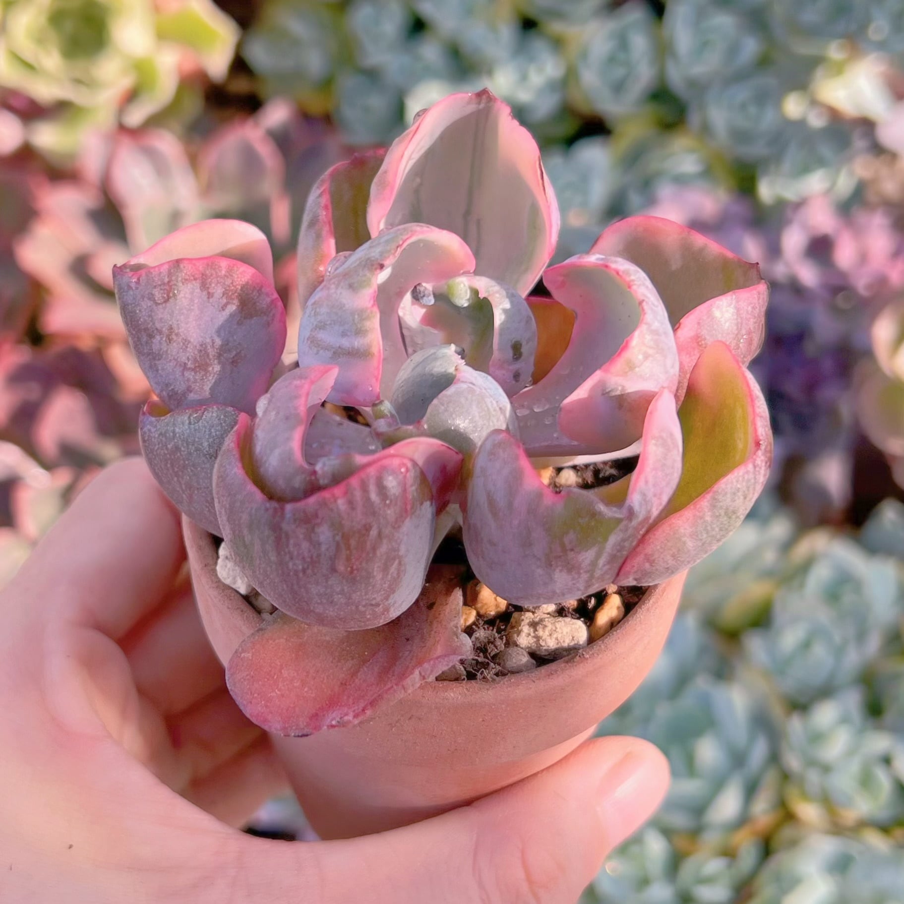 多肉植物　ECHEVERIA ‘HEART’S DELIGHT’　新入荷　るる農園