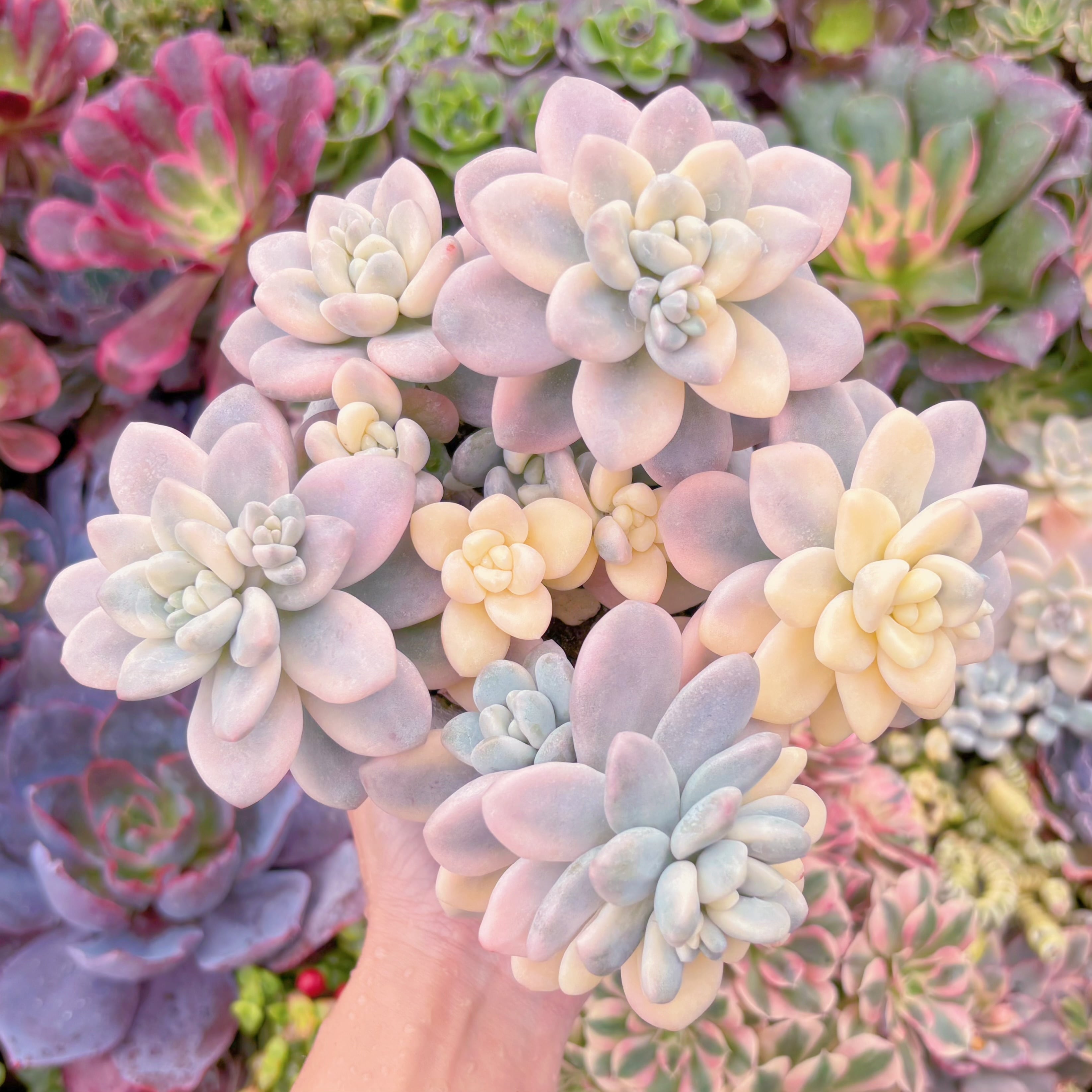 現品　マカロン錦#726　極上株　超美苗　在庫僅少　るる農園