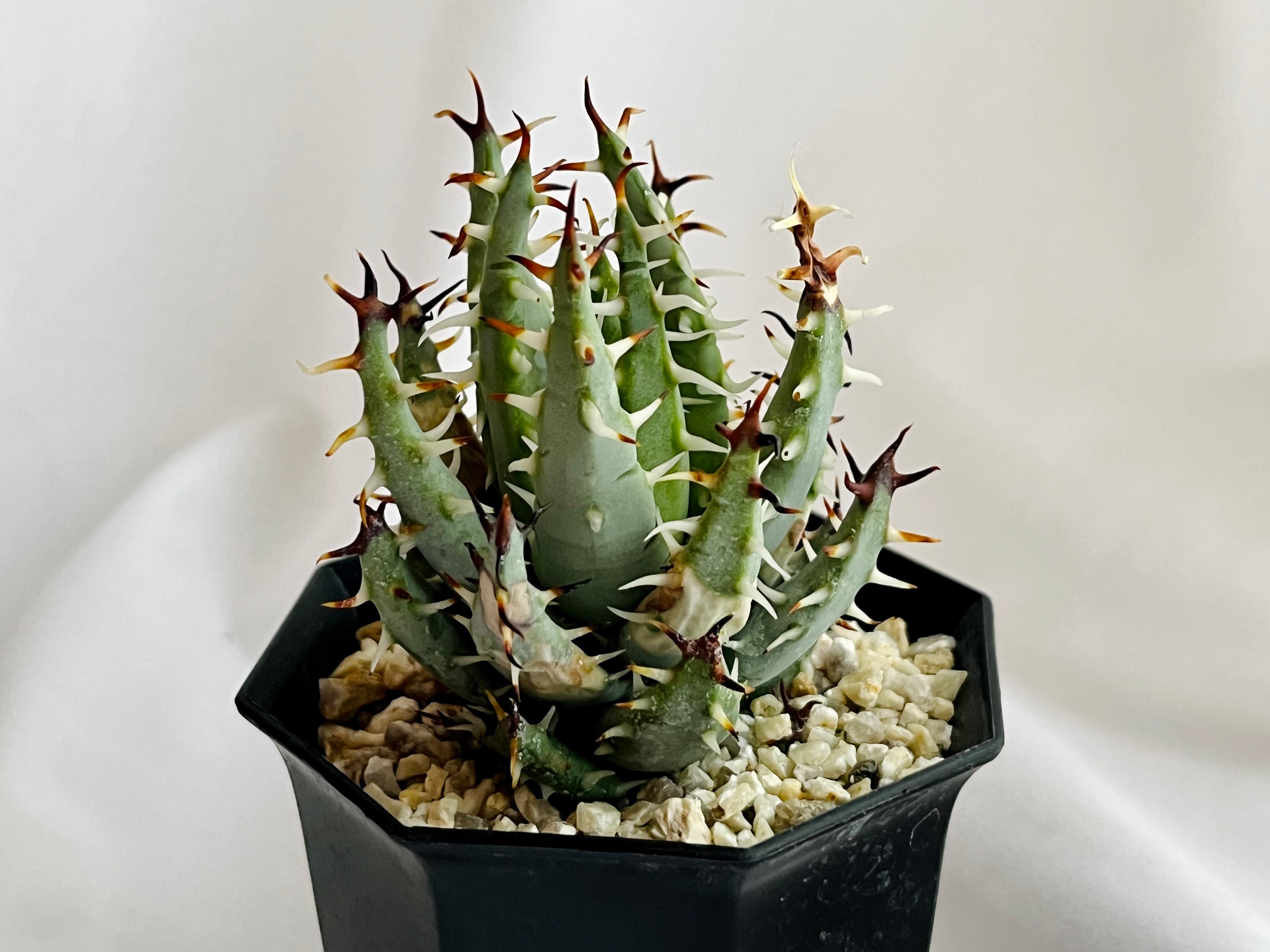 Aloe erinacea アロエ エリナケア 多肉植物 | plants MARU ーサボテン