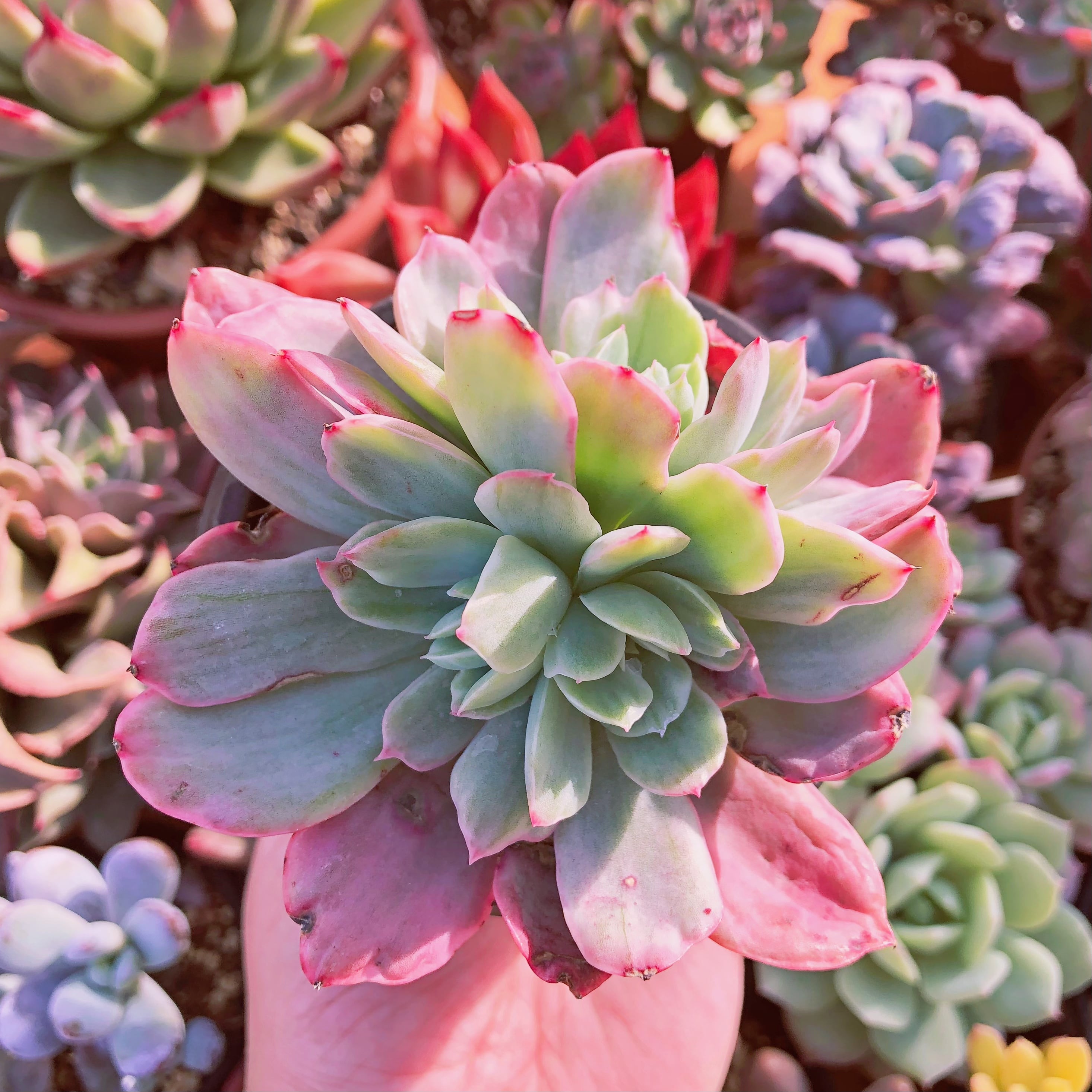 多肉植物 ルエラ錦 大苗 | るる農園~多肉植物専門
