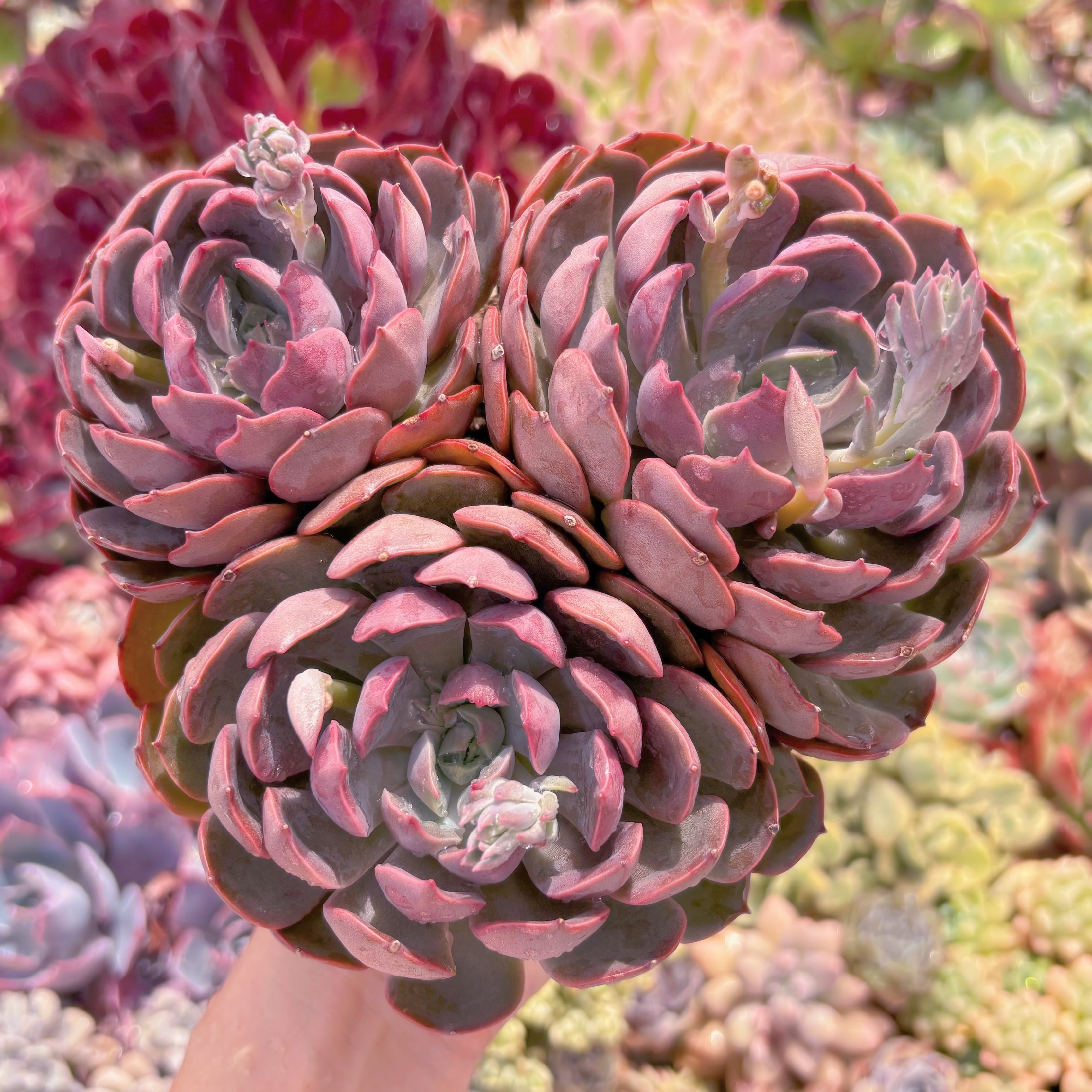 現品　mina#845　大群生　新入荷　るる農園