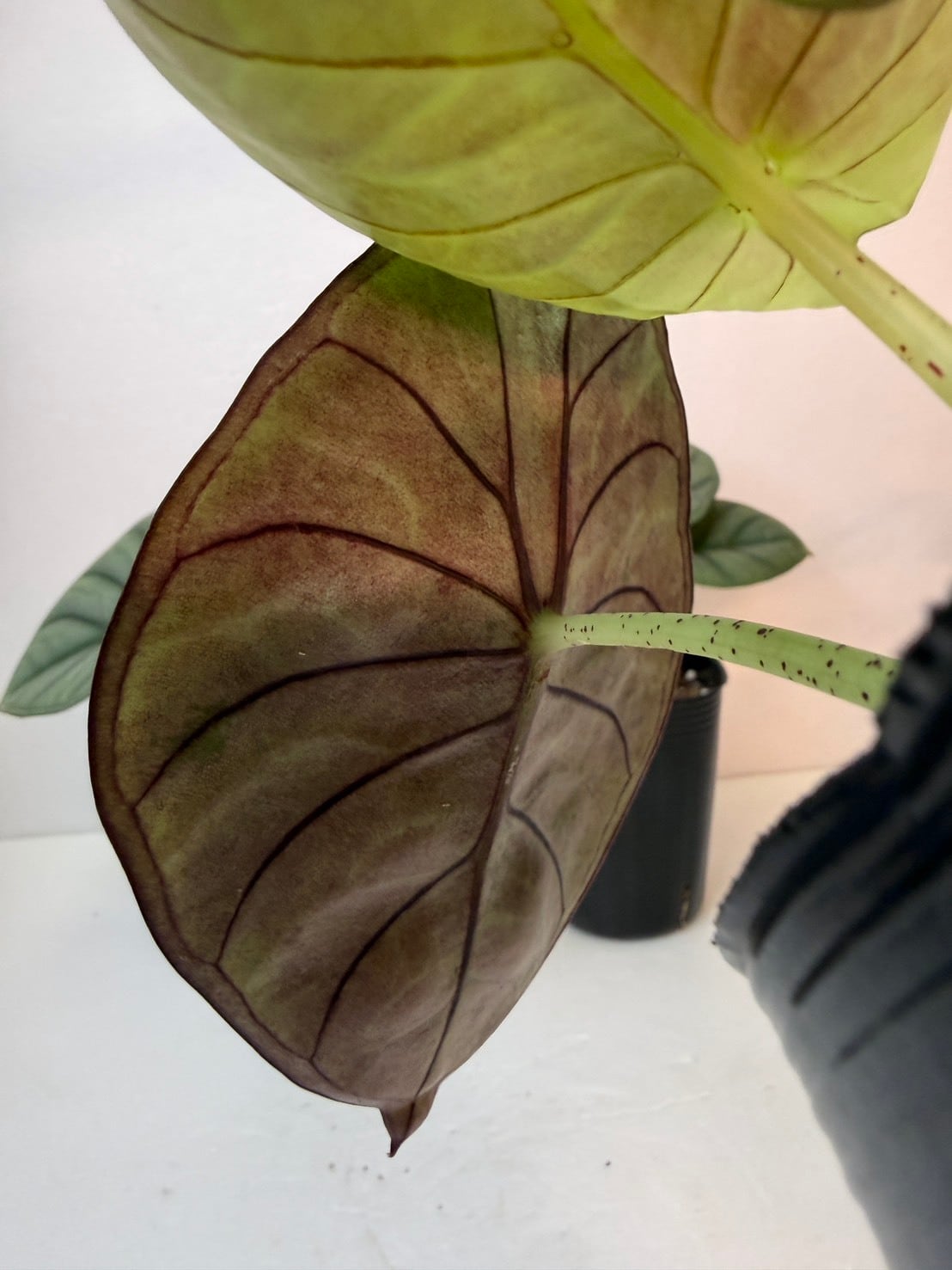 アロカシア・ネブラ インペリアリス 3号ロングポット | 観葉植物と雑貨