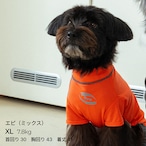 【puppygallery公式】Essential Training Suit (Short ) XL-2XL
