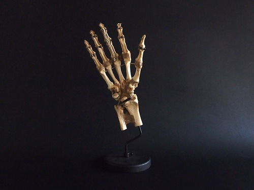 Spécimens de la main Skeletal