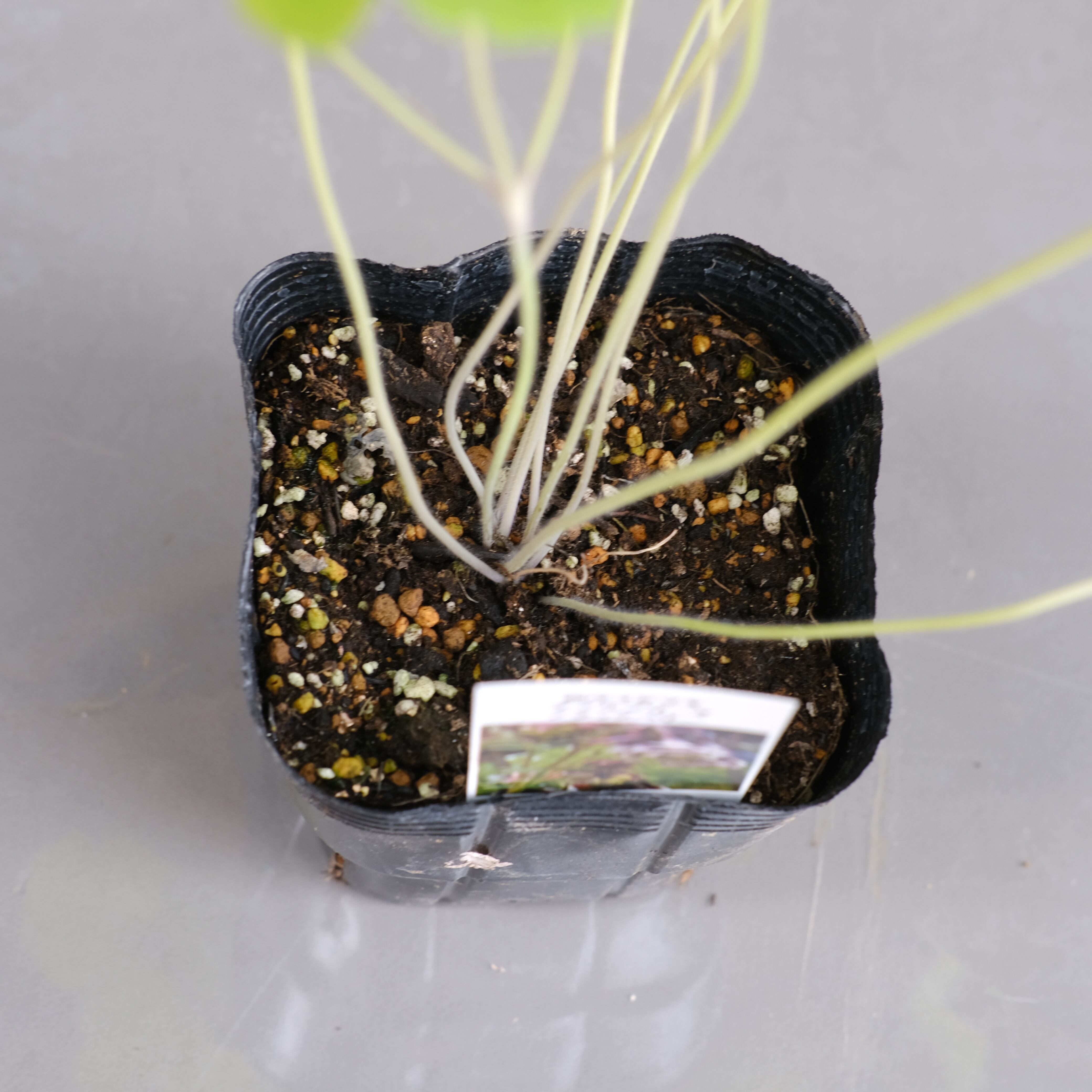 新品種！オダマキ《 ダブルプリーツ ブラックベリー 》 | グリーン