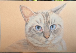 猫 色鉛筆画 「シルバースノー」