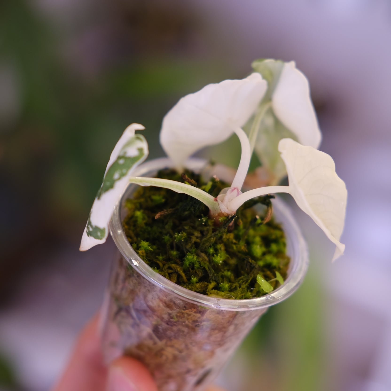 アロカシア メロ アルボ│Alocasia melo 'Albo' Var.⑤│観葉植物