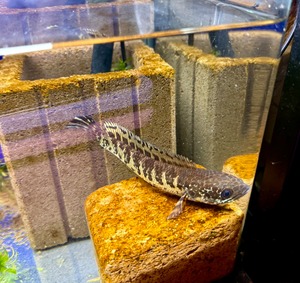 バイオレットスネークヘッド