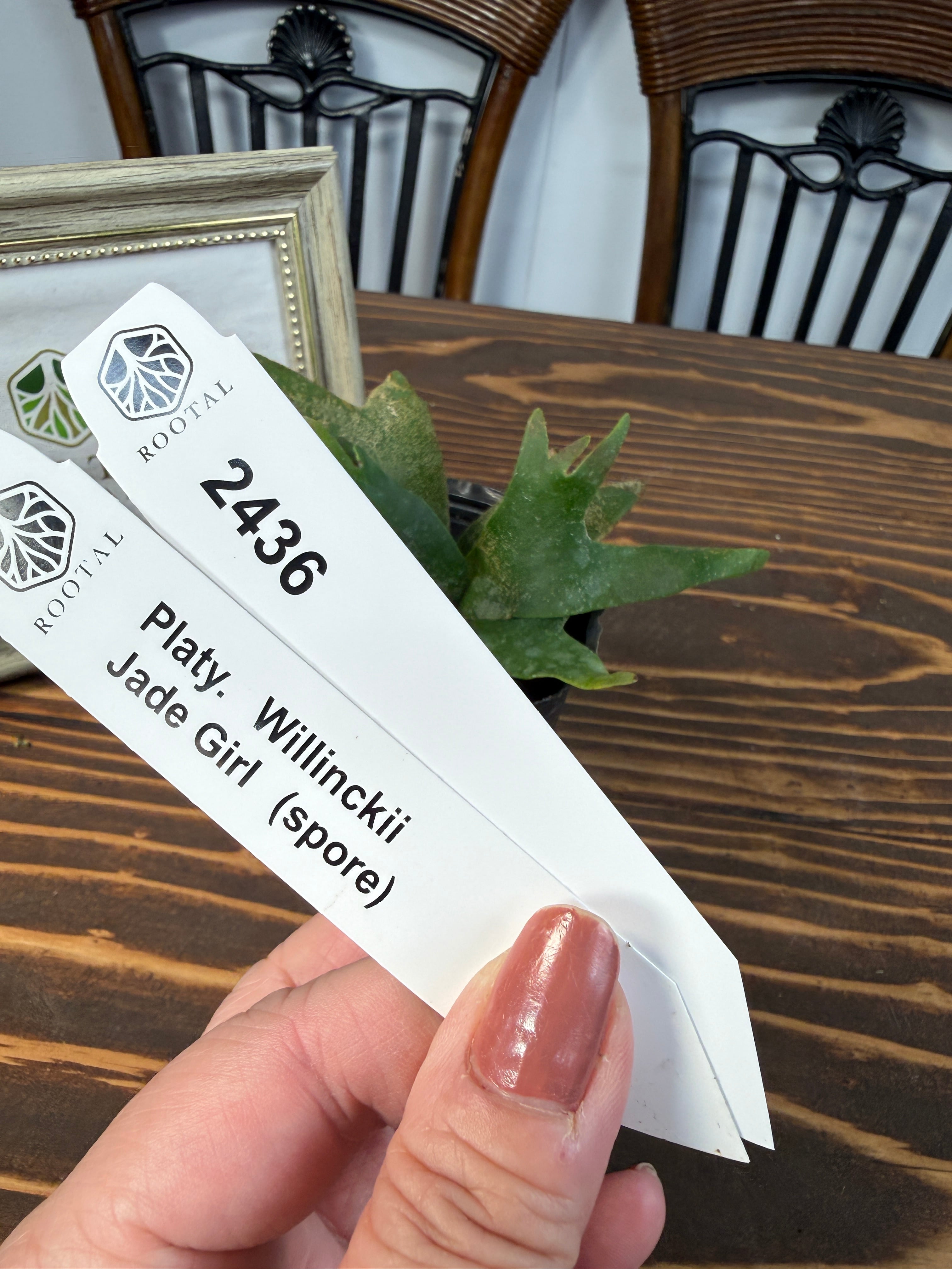 ★2436【未来は緑のプリンセス】 ビカクシダ ウィリンキージェイドガールspore (2.5号ポット)