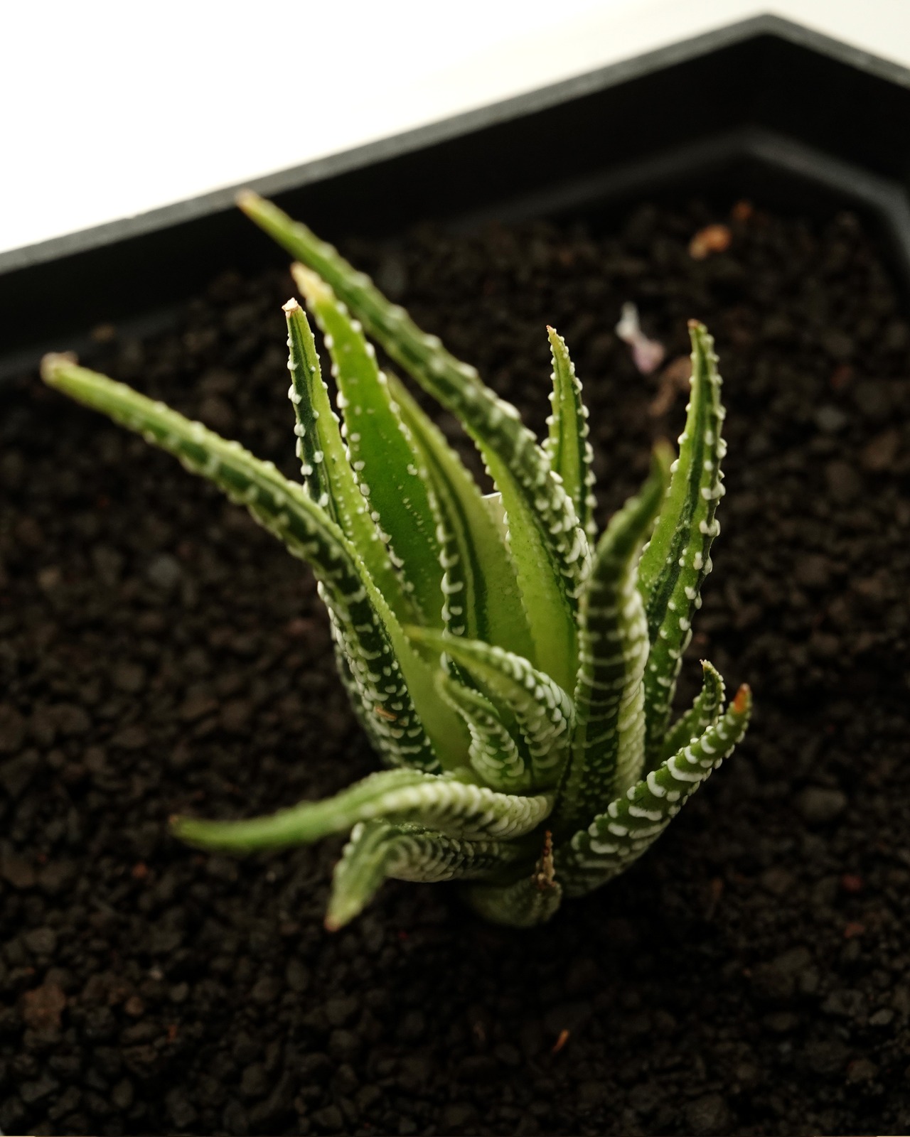 カット苗 十二の巻錦 白帝 【日本初上陸？！】 Haworthia fasciata 'White Emperor'