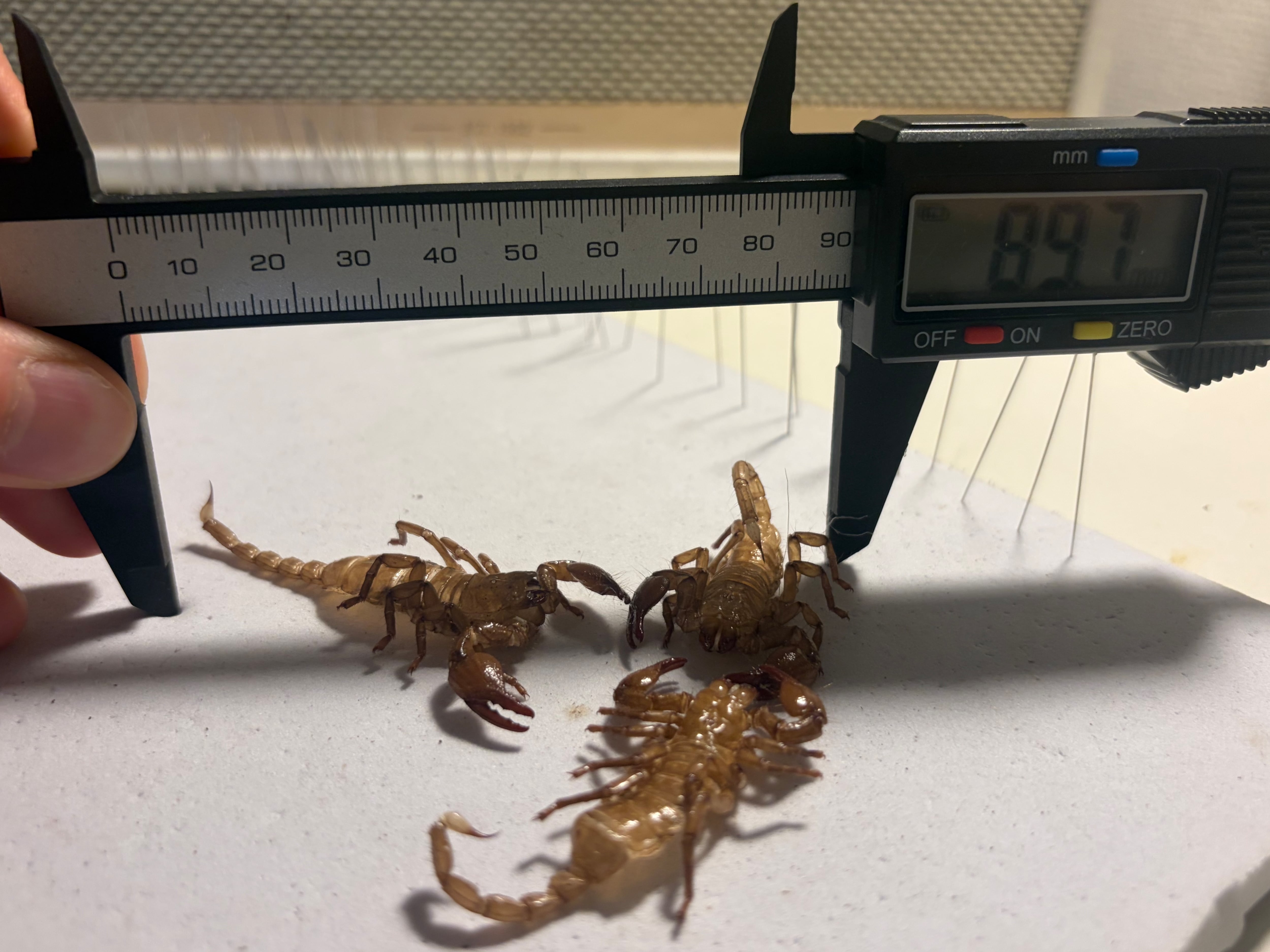 3匹set】5齢のダイオウサソリの脱皮殻標本 エンペラースコーピオン