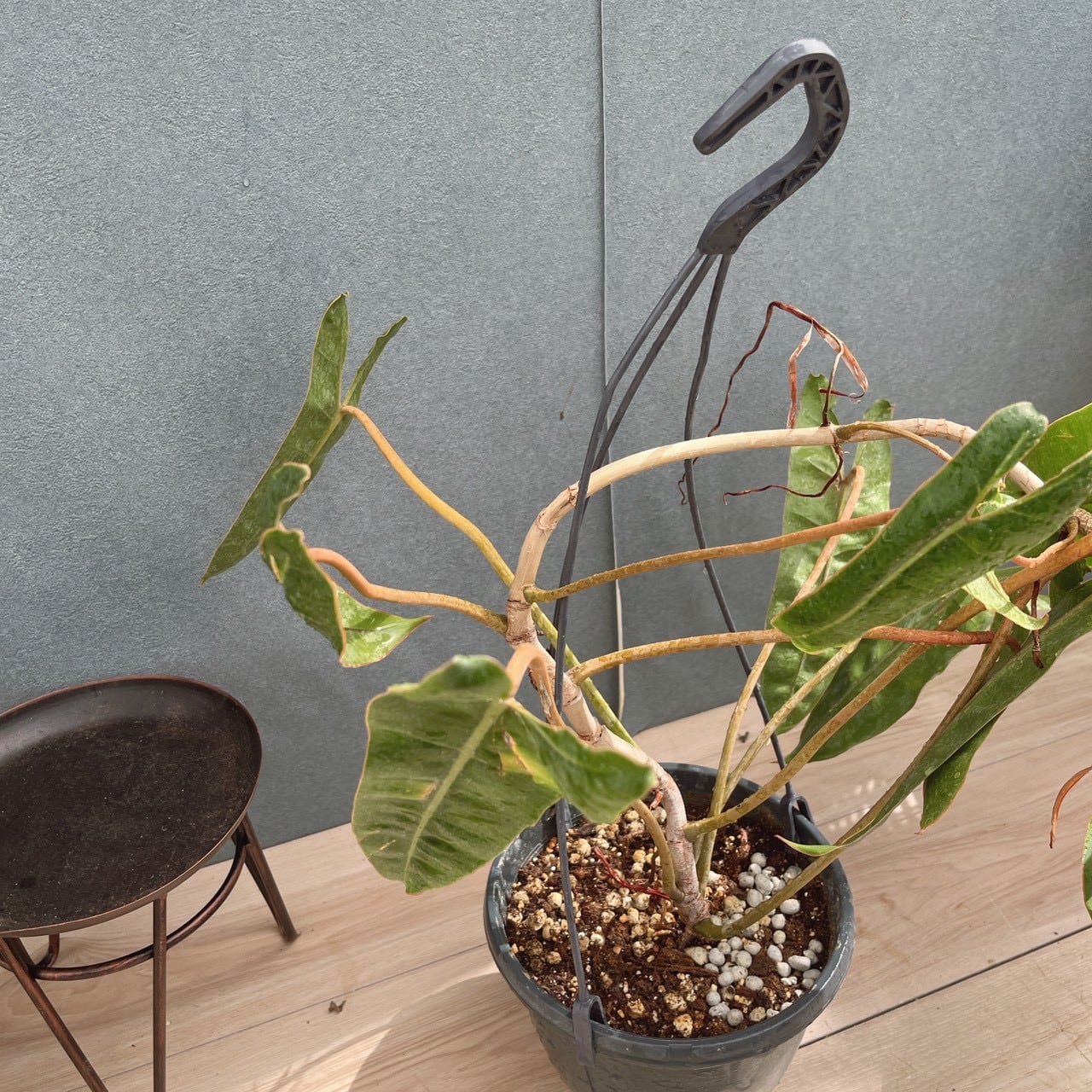 現品］【希少】1番 フィロデンドロン ビレッティア 観葉植物 室内 レア