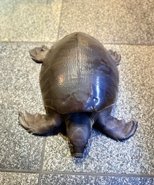 スッポンモドキ