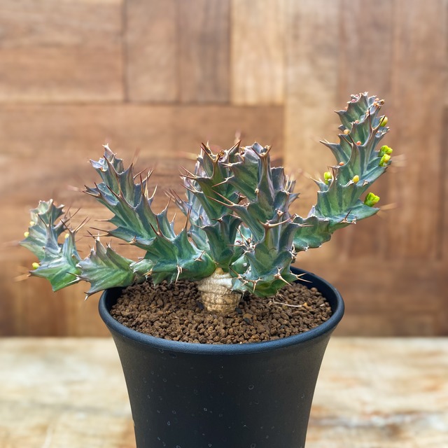 Euphorbia tortirama【ユーフォルビア・トルチラマ】