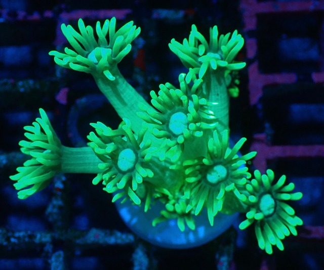 【現地買付】Goniopora Stokesi ToxicFrag 4