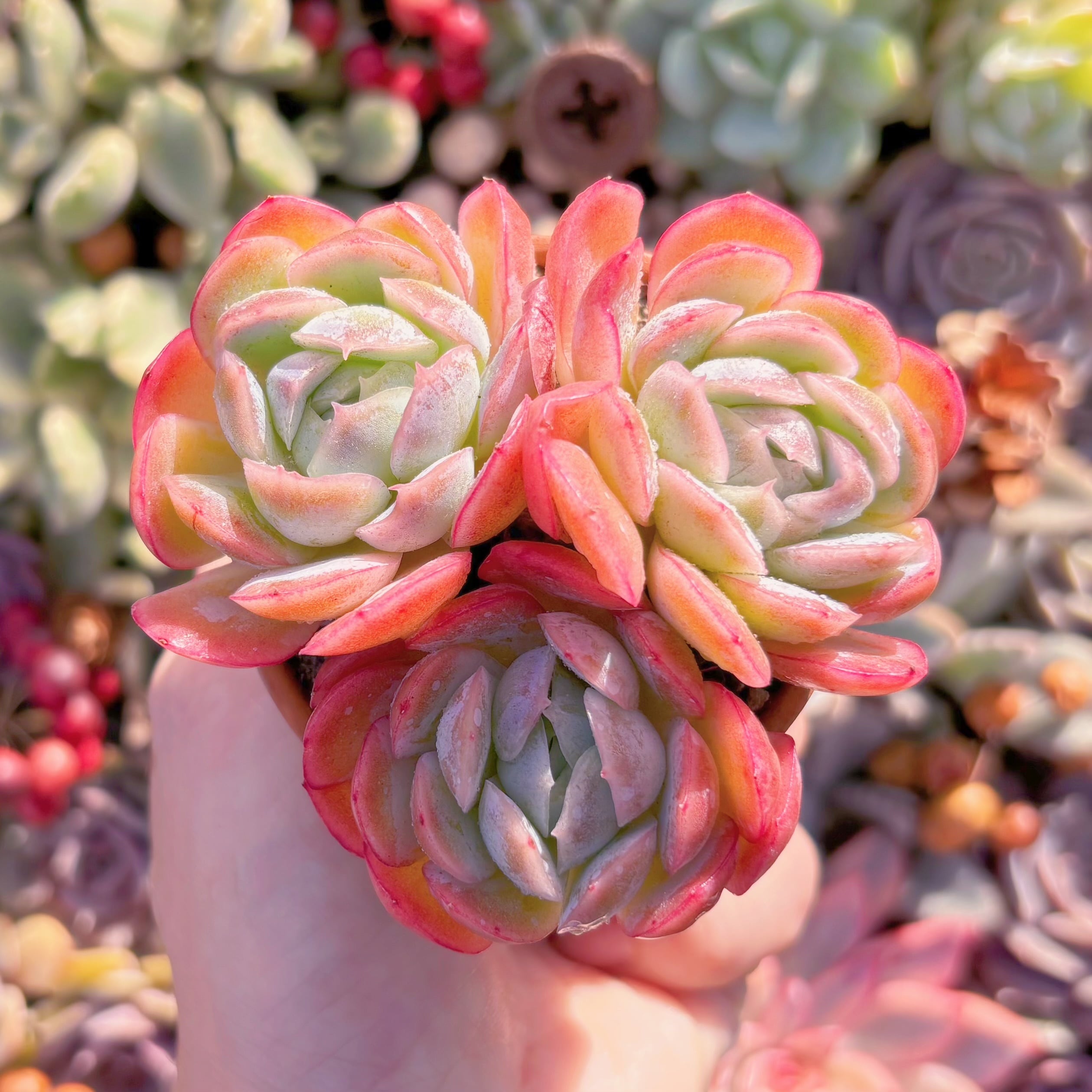 多肉植物　クリームベリー　群生(3~5頭)　るる農園