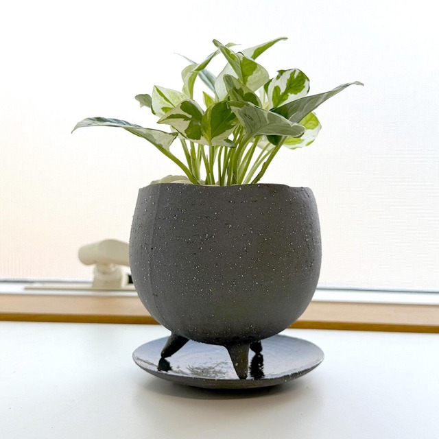 ポトス・エンジョイ