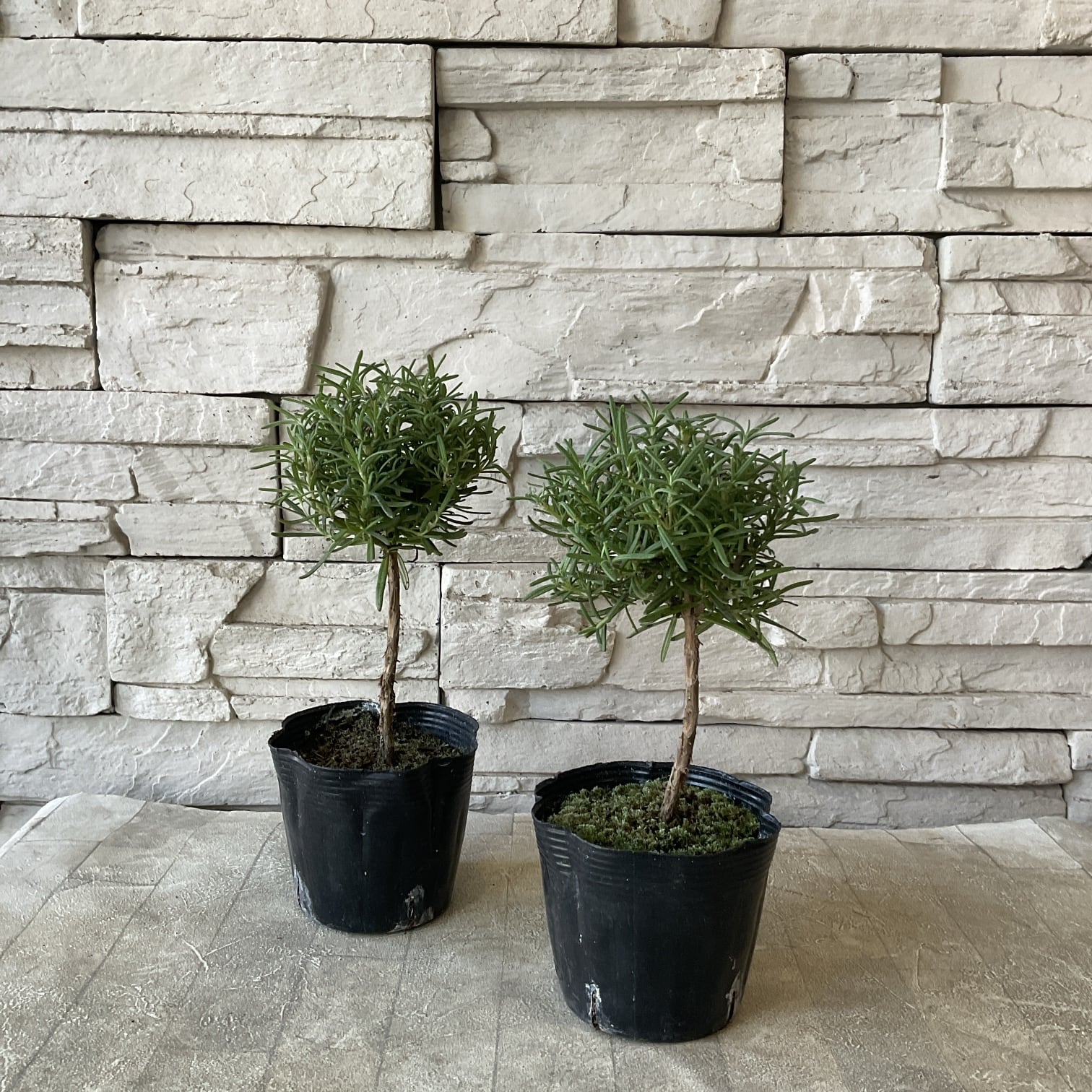 ローズマリー 矮性 苗 15cmポット 8鉢 dショッピング |【大型】 ローズ