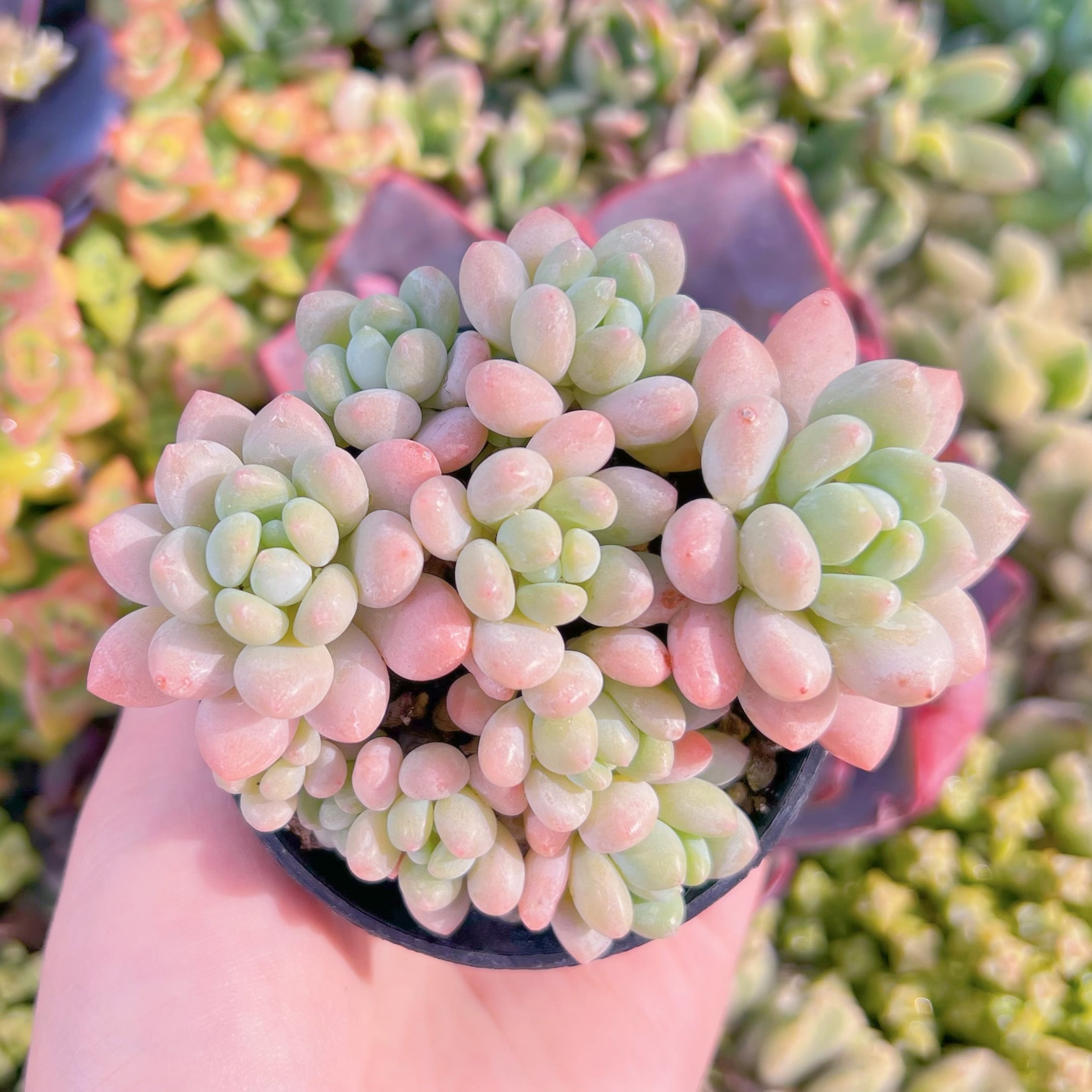 現品　Daphne#K104　群生　るる農園