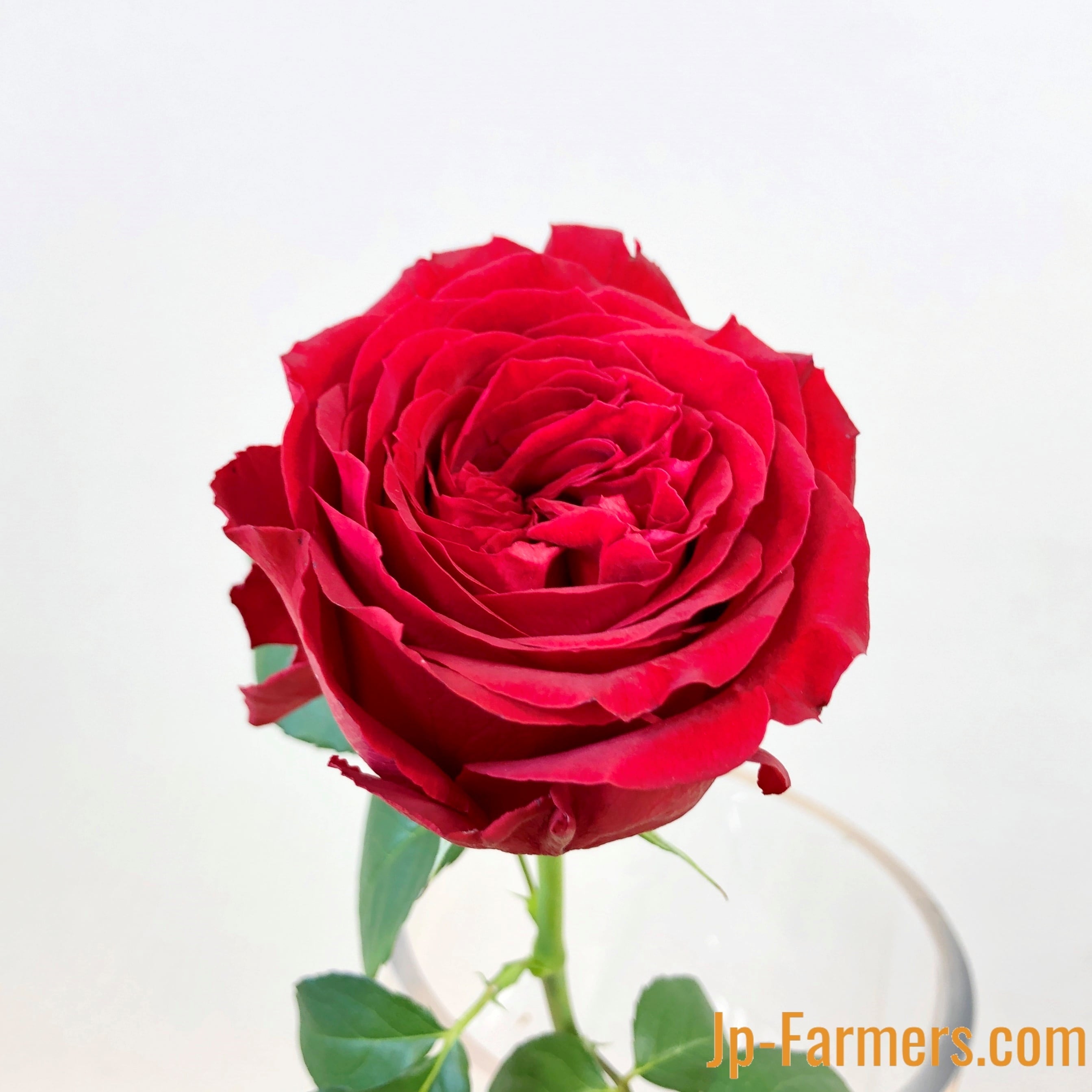 岡山県 大内ファームのバラ 20本 『 レッドエレガンス 』 | 新鮮お花