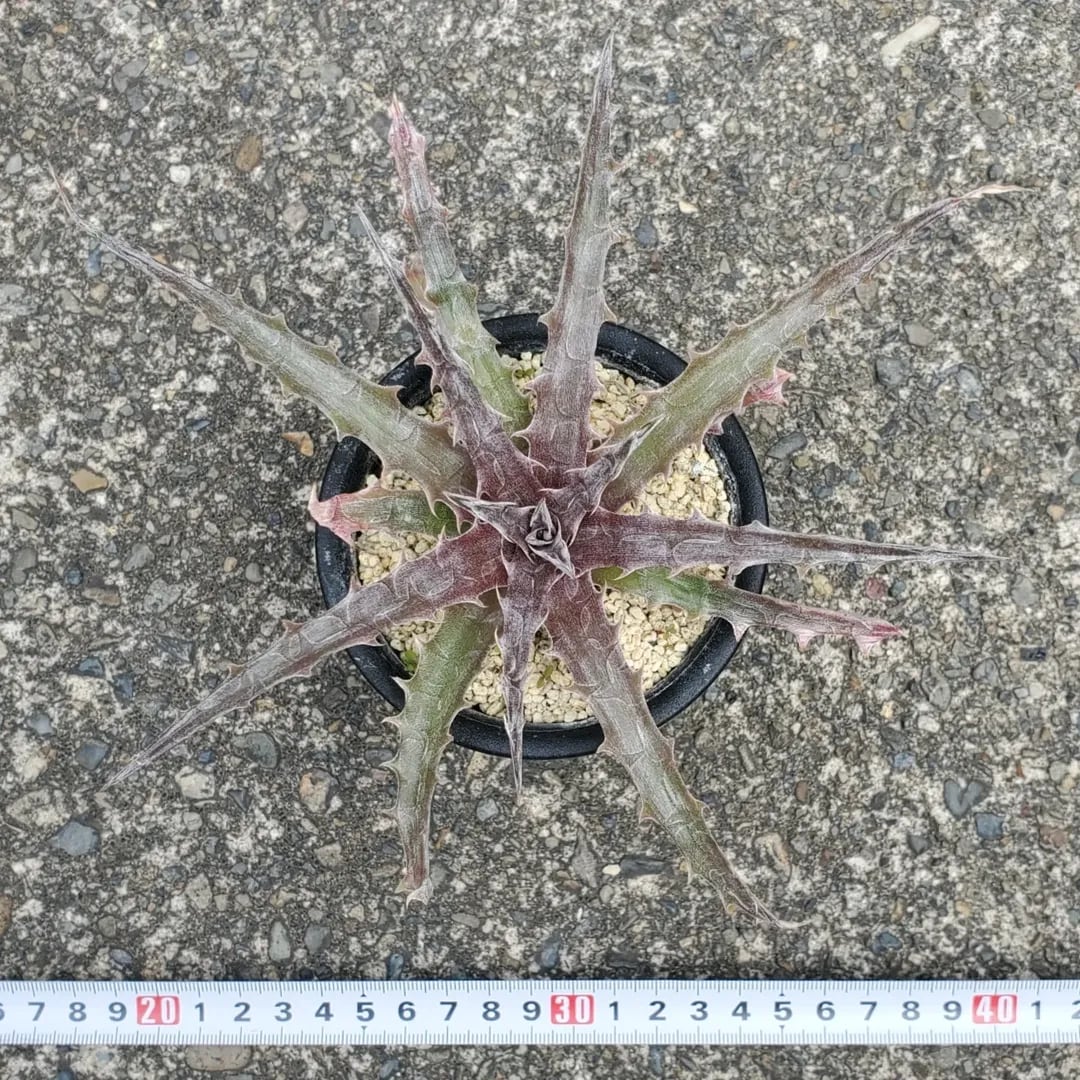 F00410_Dyckia 'Battle Axe'：ディッキア・バトルアクス（子株