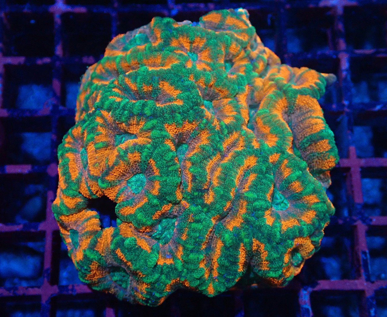 Loadhowensis Colony