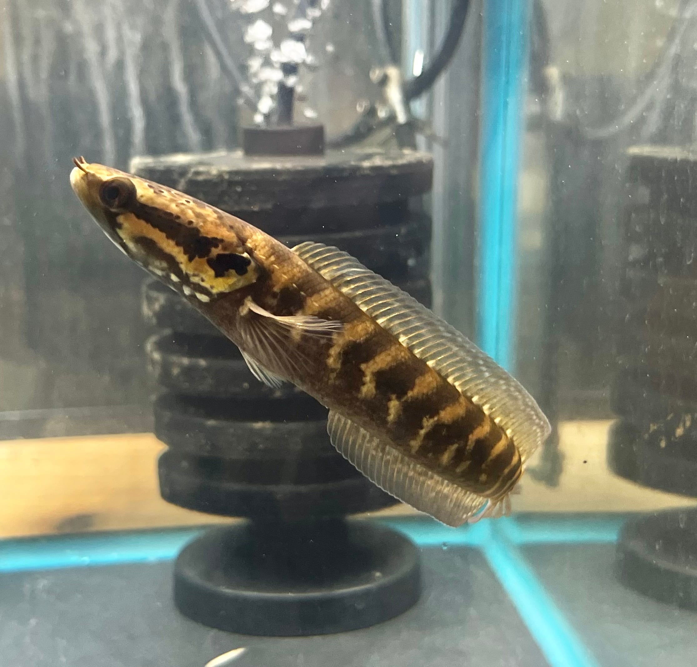 ナイジェリア便 WILD アフリカンシェブロンスネークヘッド | アクア