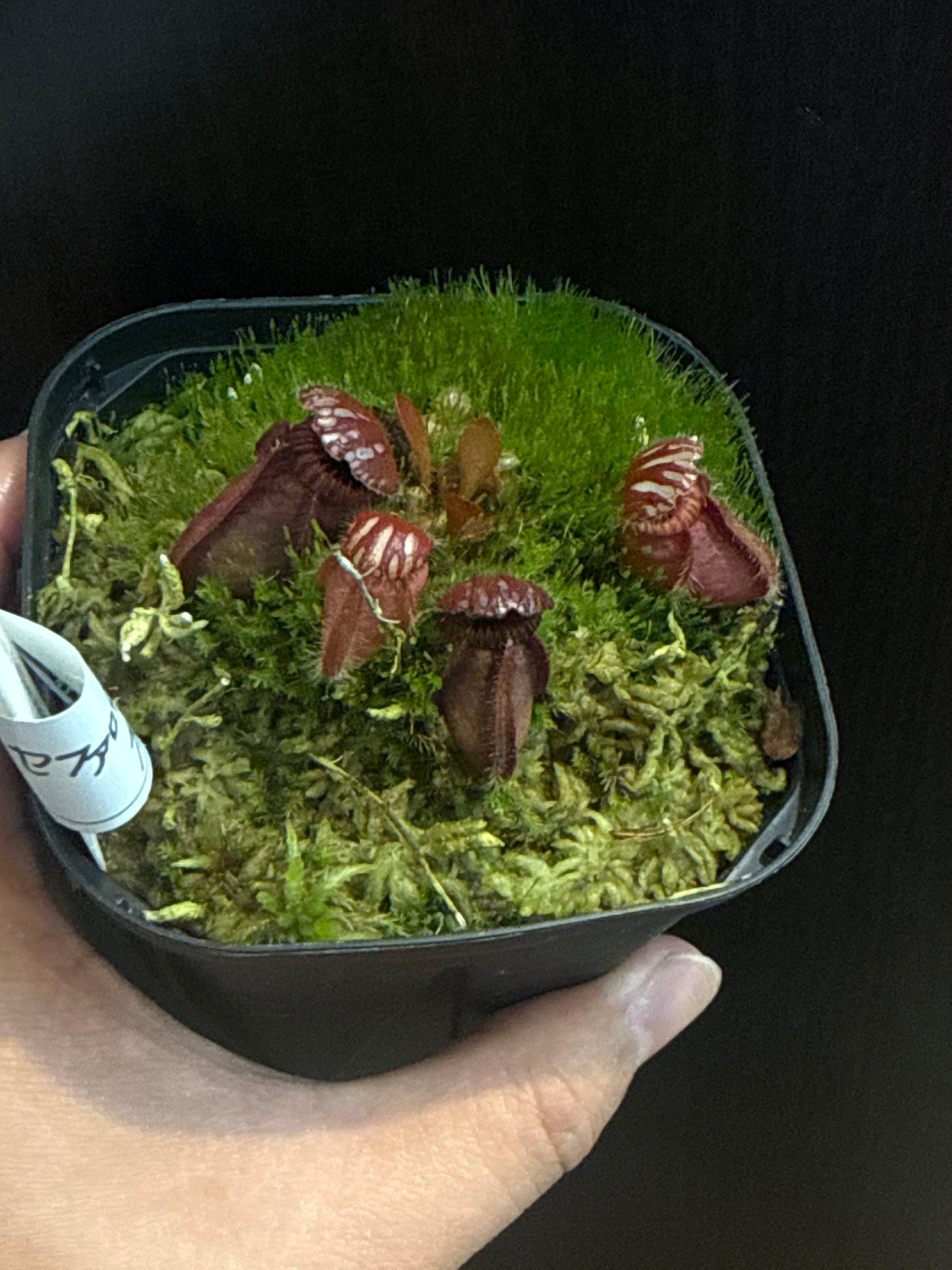①セファロタス フォリキュラリス | Gardenえん 【観葉熱帯植物】