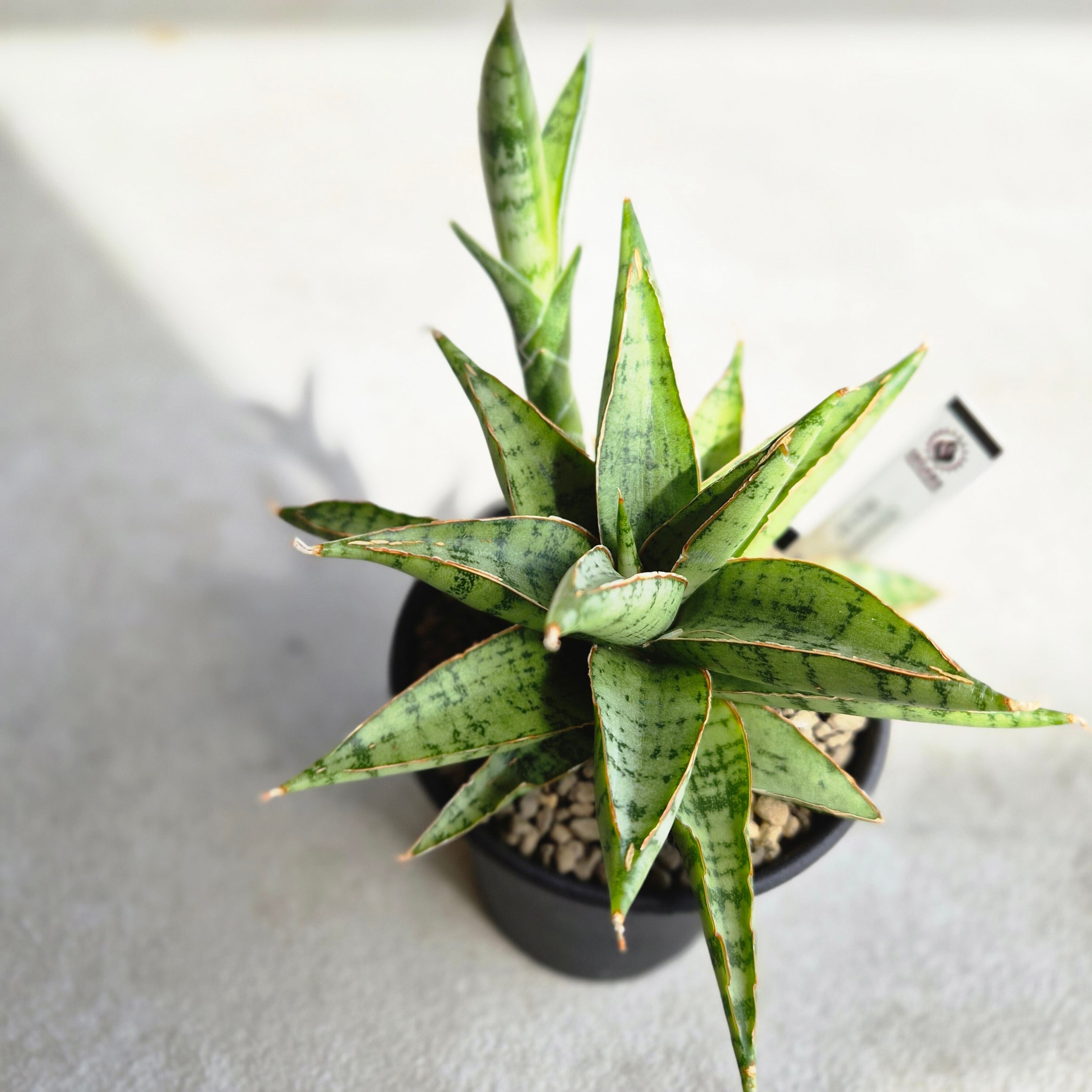 Sansevieria 'Tower Variegated' サンスベリア・タワー 斑入り