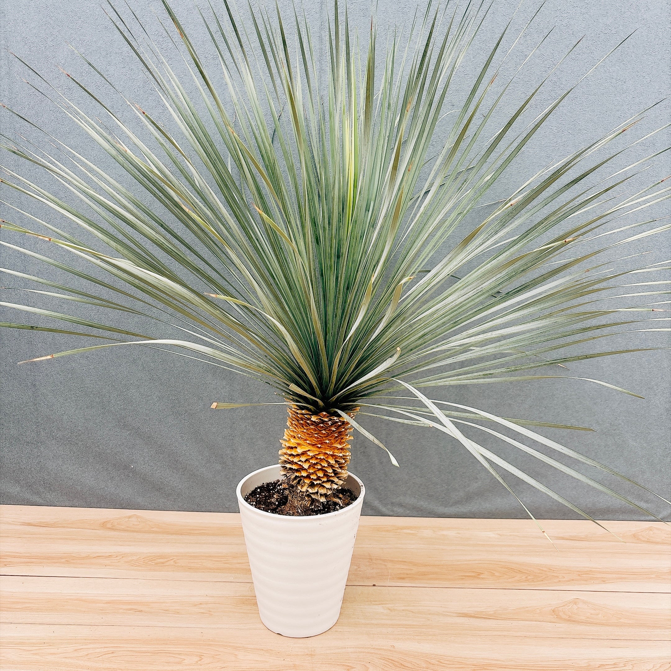 現品］19番 フィカス ウンベラータ 曲がり 7号 観葉植物 室内 ゴムの木