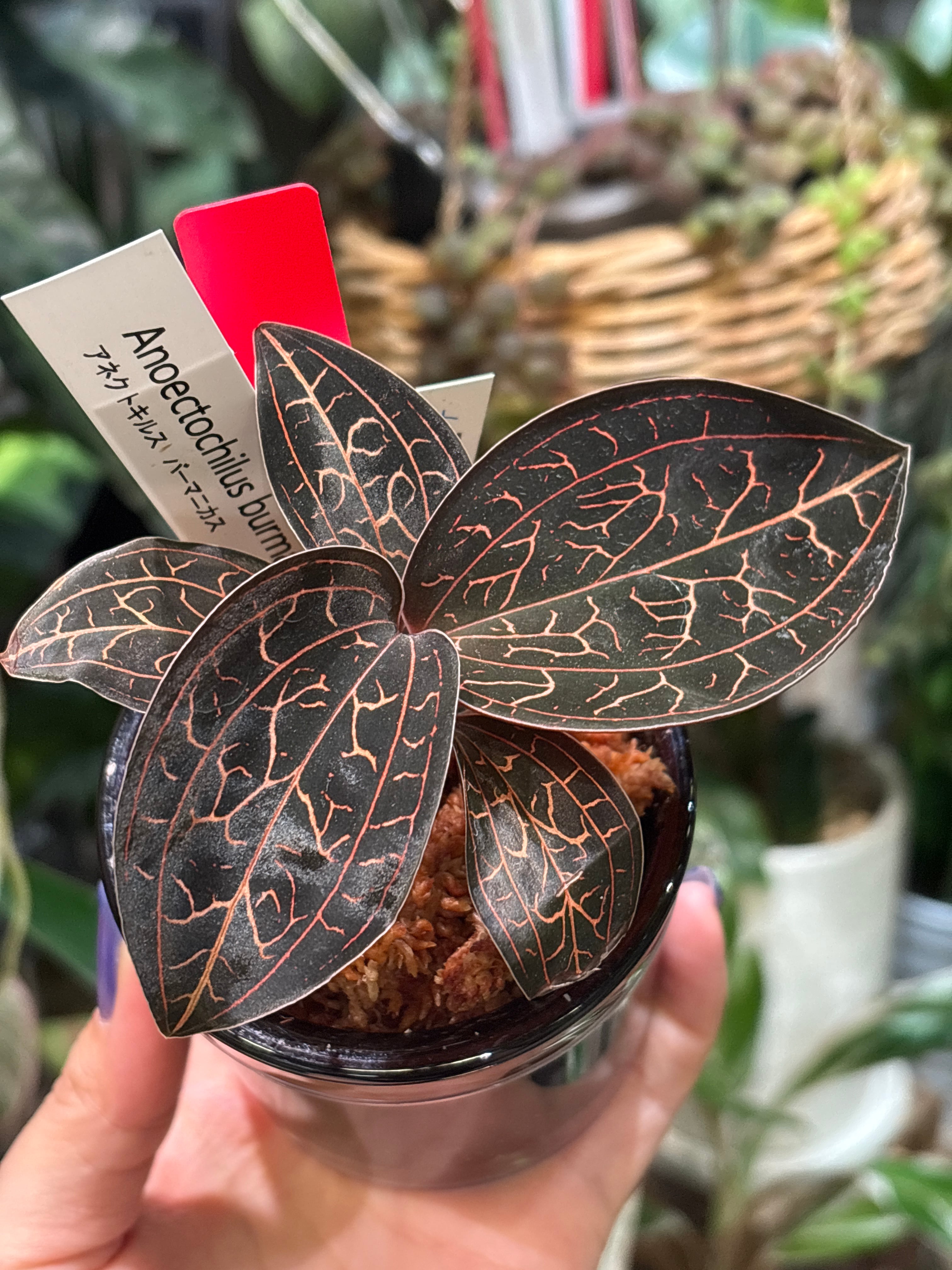 A ホヤ マチルダ バリエガータ | MIDORIYA 観葉植物専門店