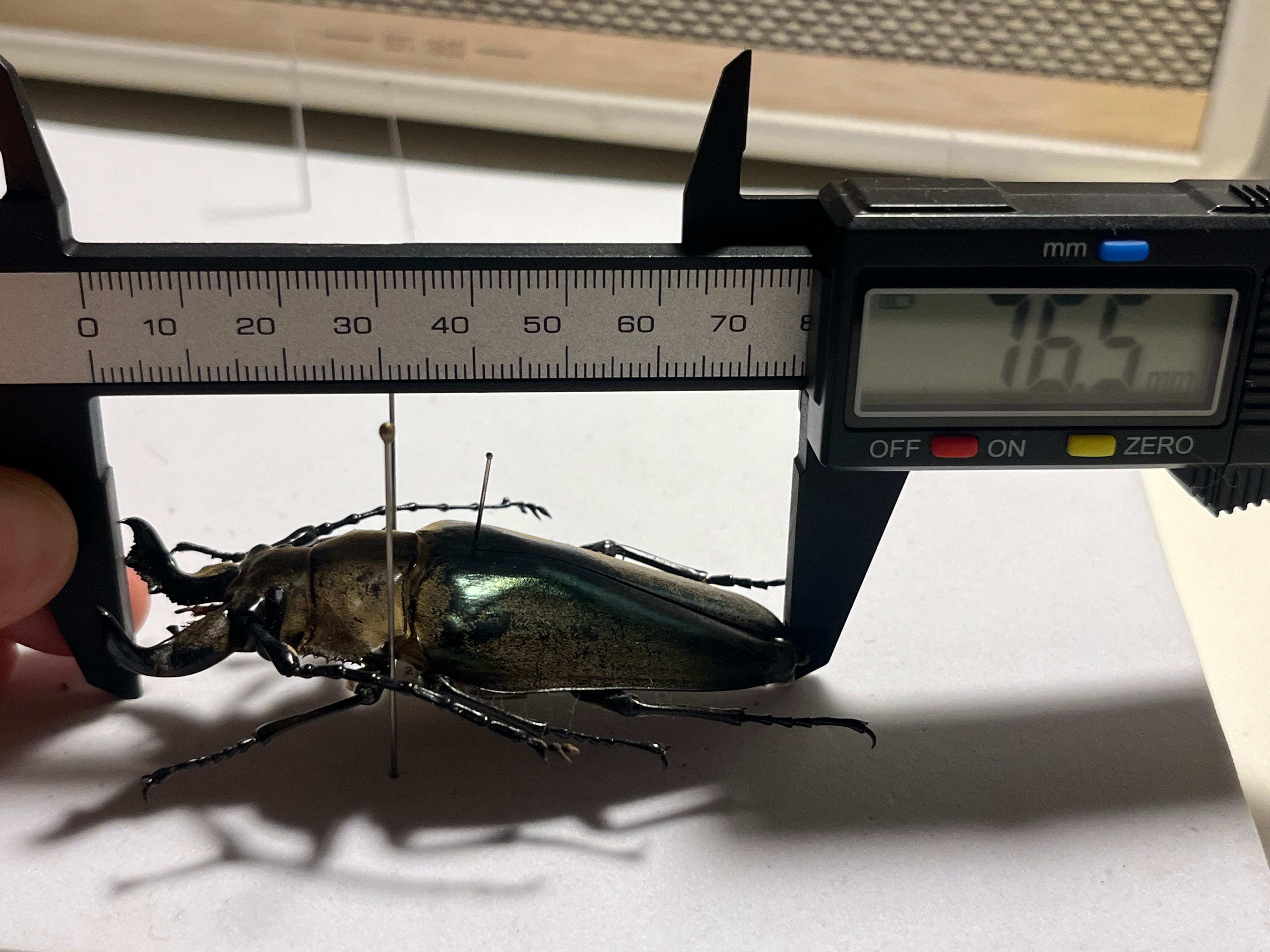 76mm】ビタリシクワガタモドキ カミキリムシ ウスバカミキリ 昆虫標本