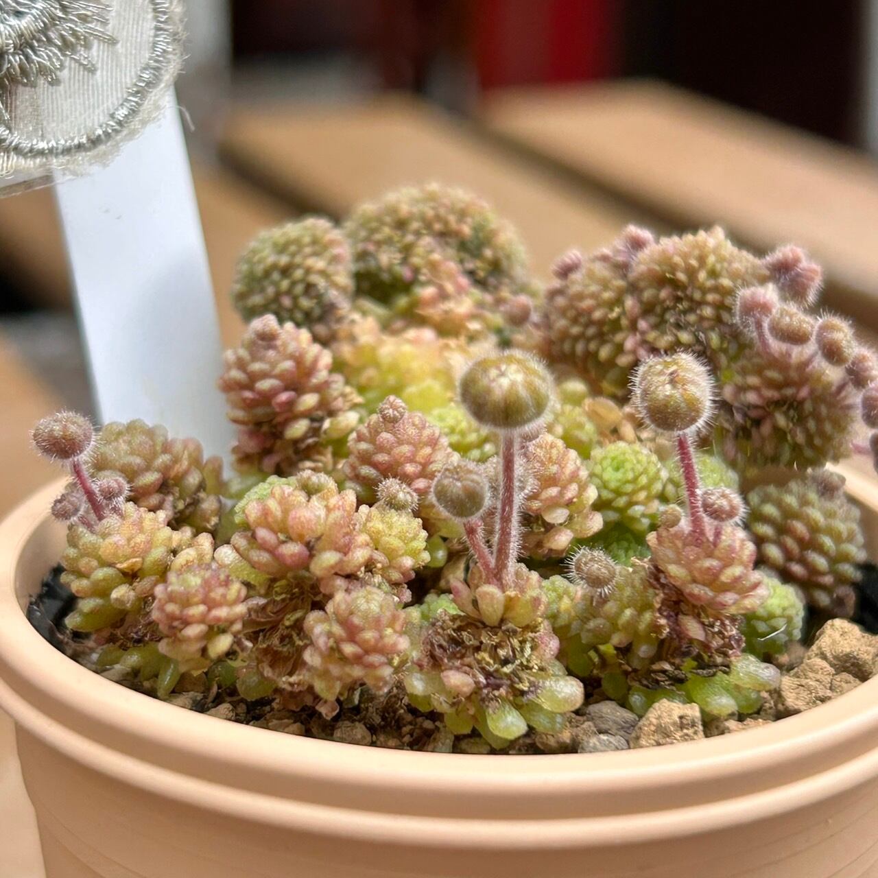 ポリフィラ | RuPo 多肉植物専門店