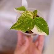 Anthurium (Papililaminum Variegated × Crystallinum Marble) × Anthurium Red Vein Dark Phoenix