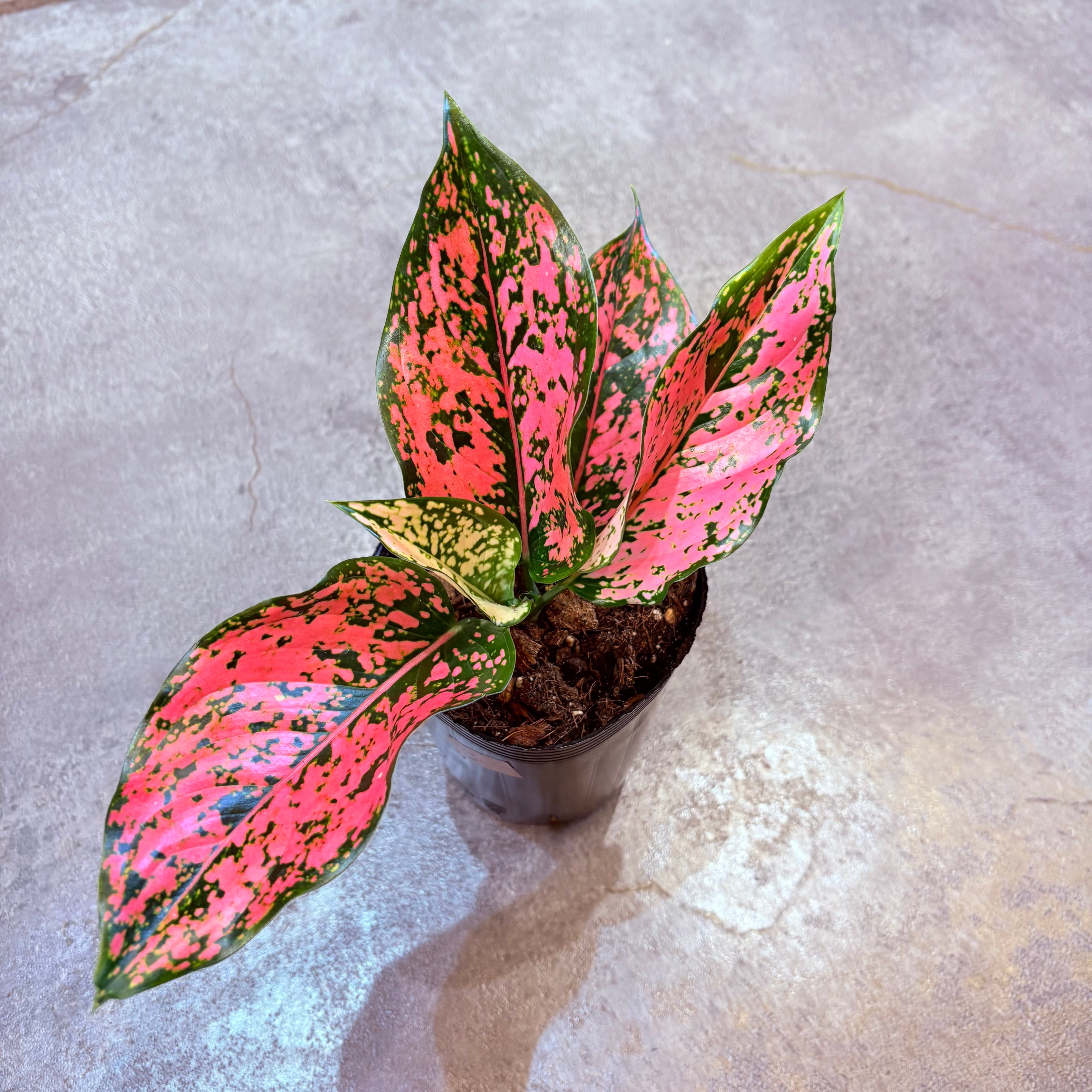 アグラオネマ ニューカンクンピンク 3.5号 B | Green Vibes 宇都宮市の