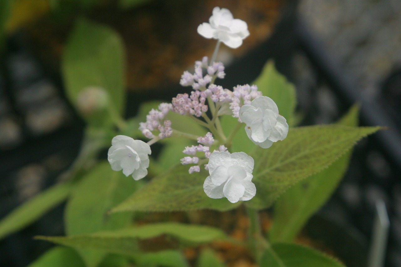 タマアジサイ ヤエガク(玉紫陽花 八重額)7.5cm〜9cmポット【低木】【アジサイ】の画像02