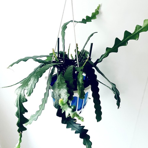 【再入荷】ユニークな葉姿＊フィッシュボーンカクタス＊人気商品 calm cafe2
