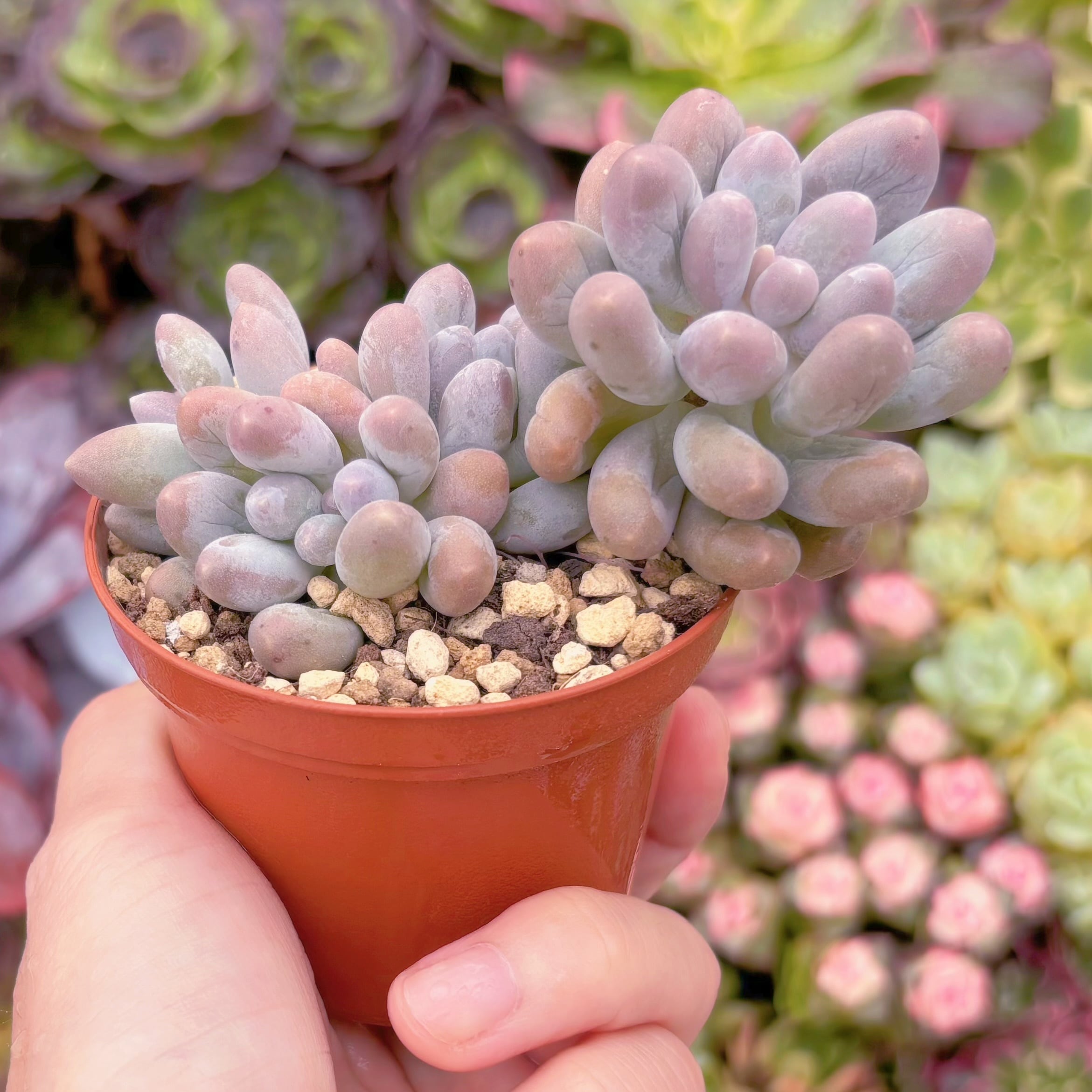 現品　湯園チーズ#A89　群生　るる農園