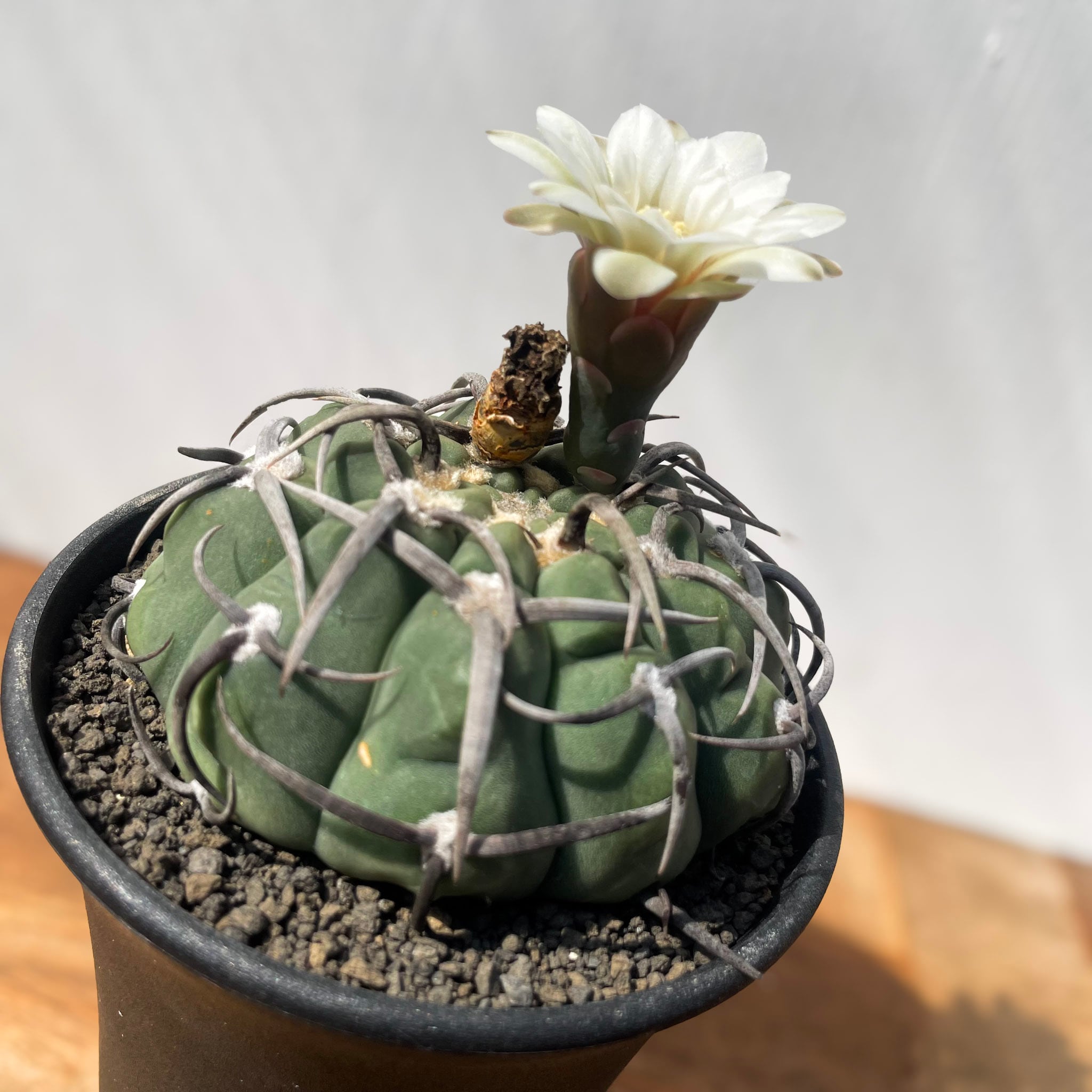 み*ん様 ギムノカリキウム 高木狂刺スーパーバッテリー 国内実生 鉢植え メルカ み*ん様 ギムノカリキウム 高木狂刺スーパーバッテリー 国内実生