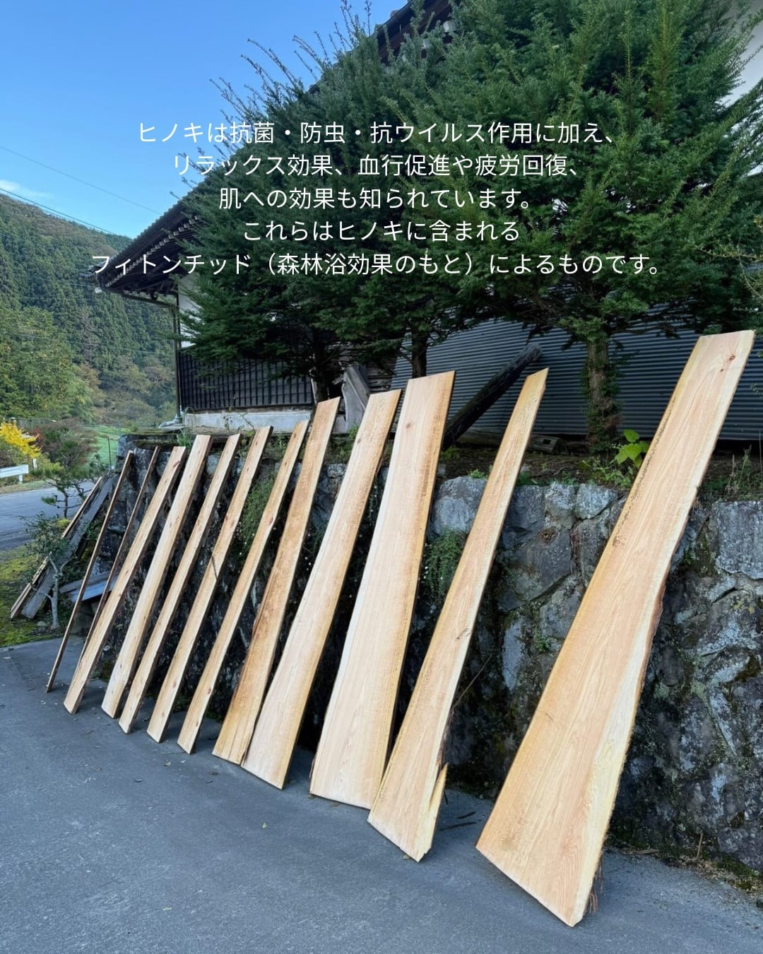 5月下旬頃発送】【国内産】ボルガクーファンスタンド | Tsumugu