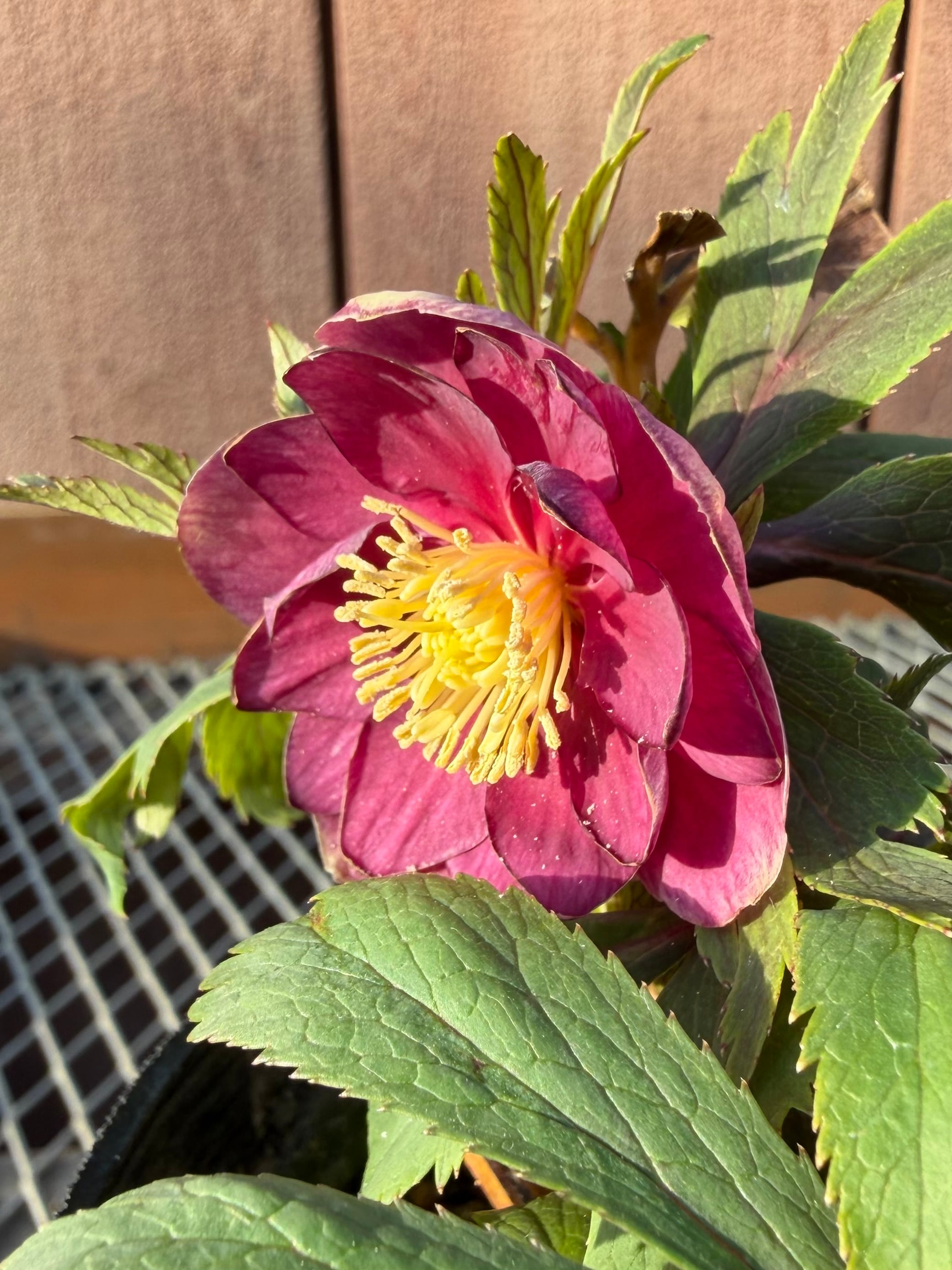 イリュージョン系dd 大木ナーサリー クリスマスローズ【Og03】送料無料