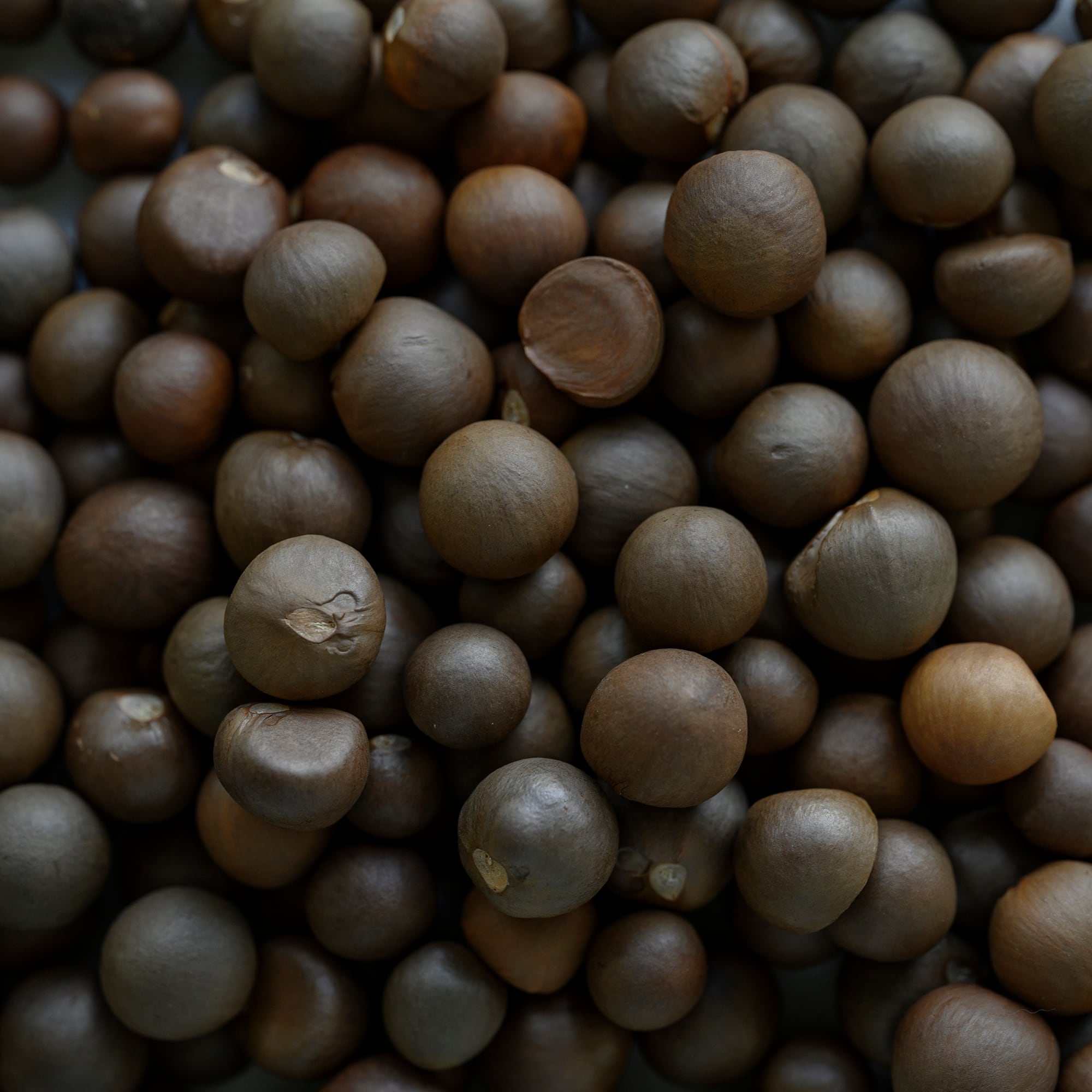 The Body Oil （ザ・ボディオイル01）