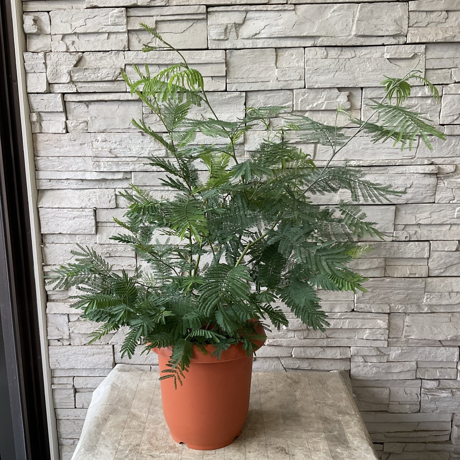 鉢花 | 橋本種苗園