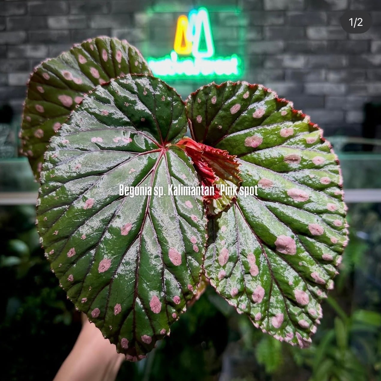 脇芽アリ】アロカシア ワトソニアナ ピンク斑入り Alocasia watsoniana