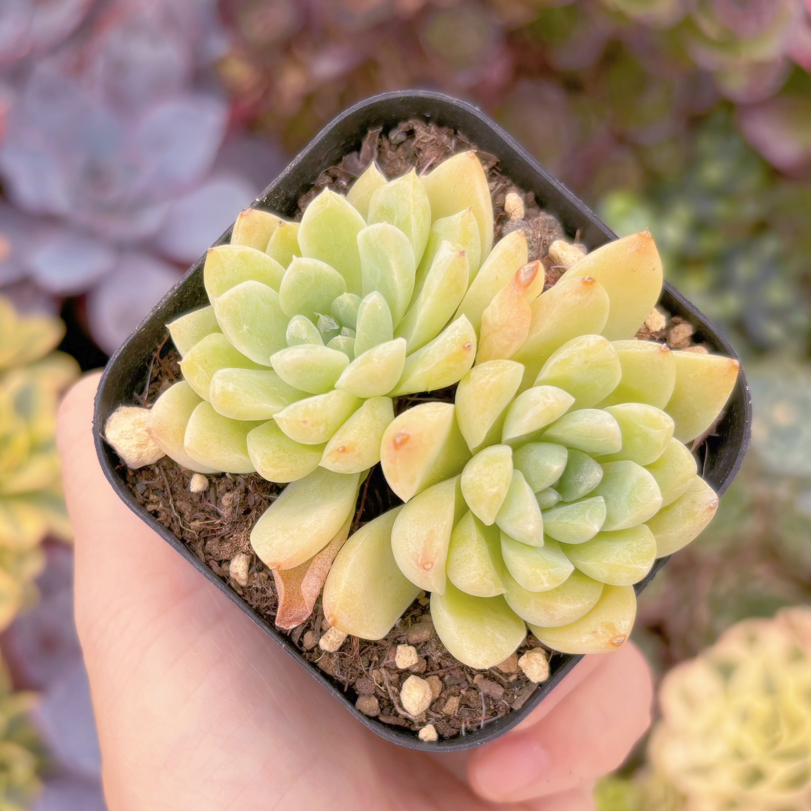 現品　ピンクブルーズ#1152　るる農園