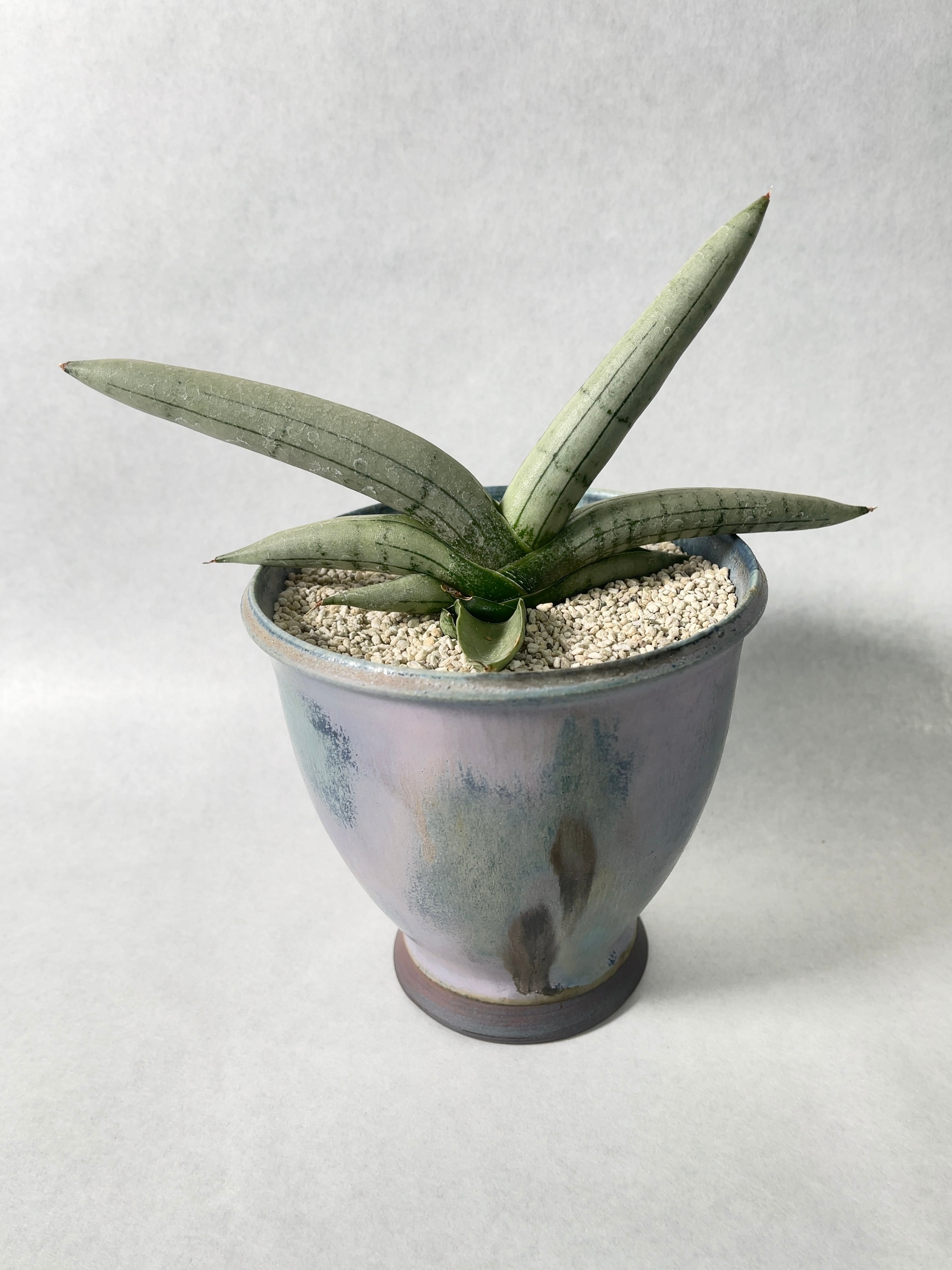 サンセベリア・ボンセレンシスプラチナム | trigger