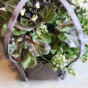 冬から春に楽しむ寄せ植え　シクラメン森の妖精クラウンポット　届いてすぐ玄関に飾れる 　プレゼントにもオススメ　