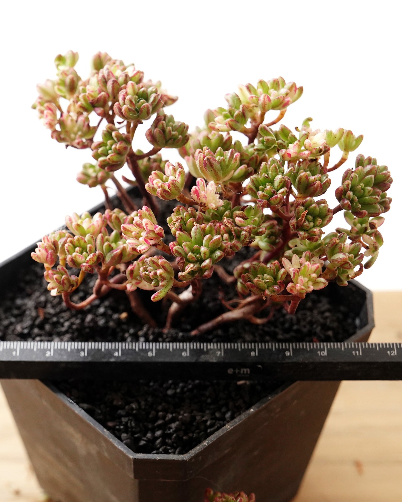 発根済カット苗 アエオニウム 小人の祭り錦 L 群生 Aeonium sedifolium f.variegata